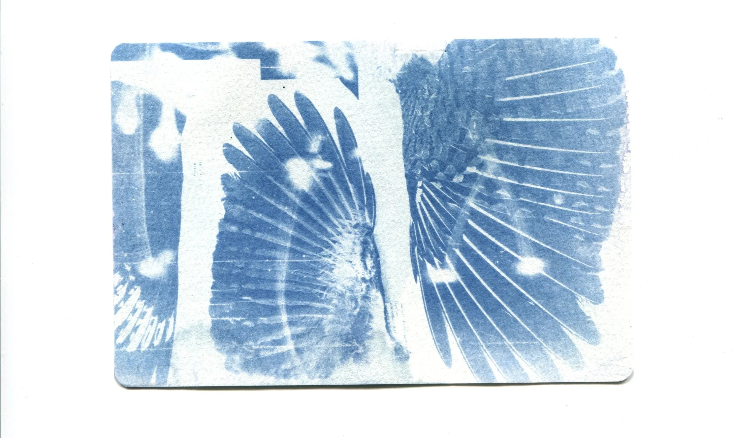 Northern Flicker Wing Specimen Cyanotype 4" x 6"