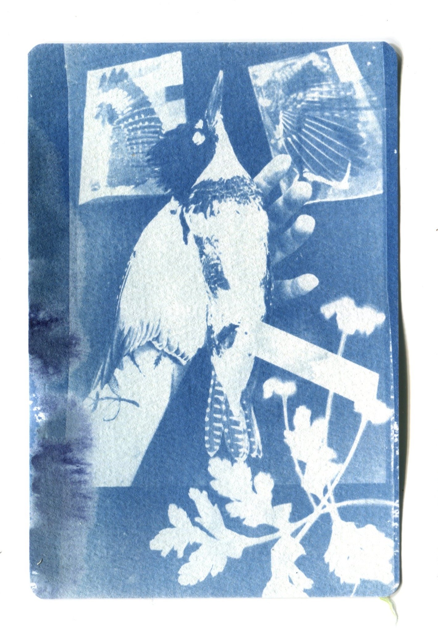Belted Kingfisher Specimen Cyanotype 4" x 6"