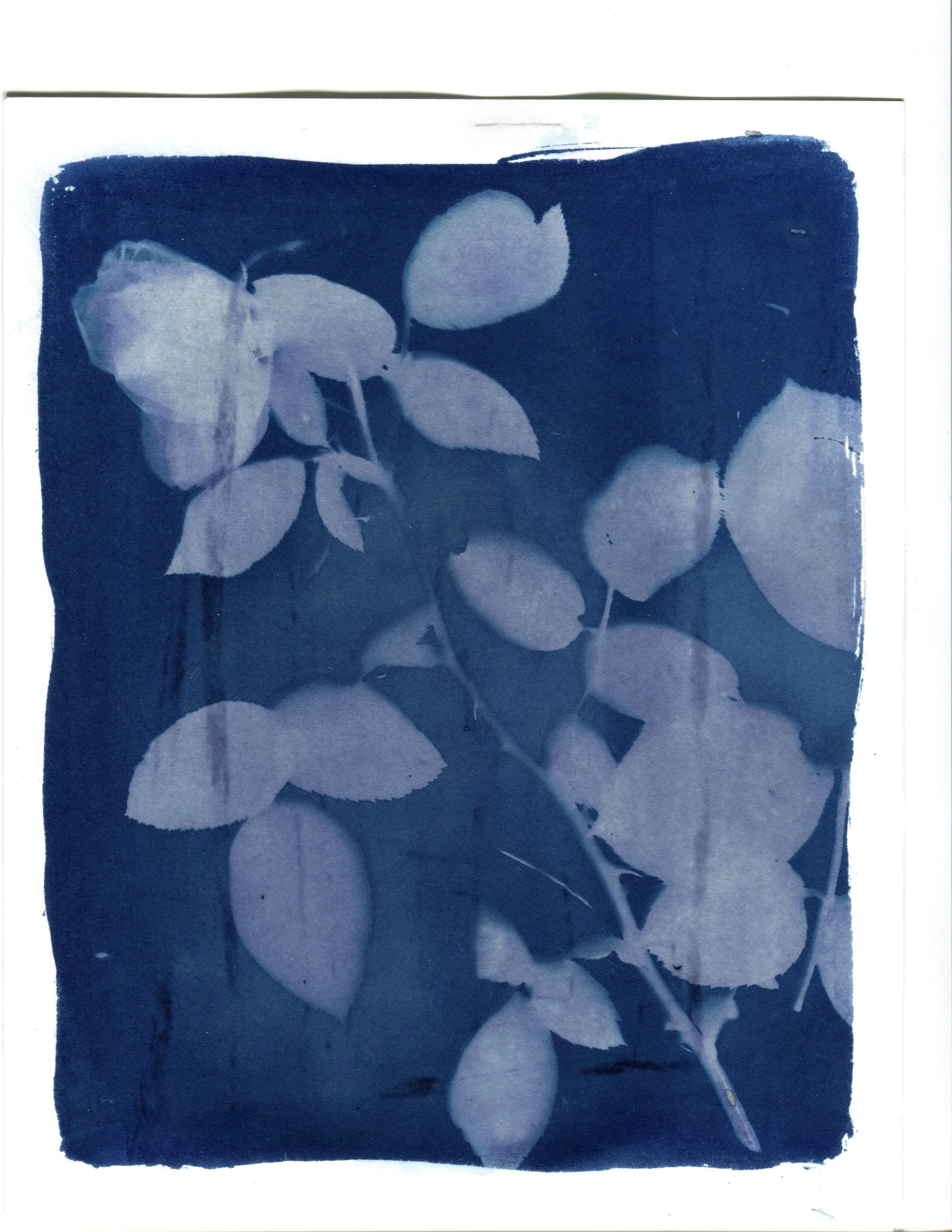 Rose Cyanotype 8.5" x 11"