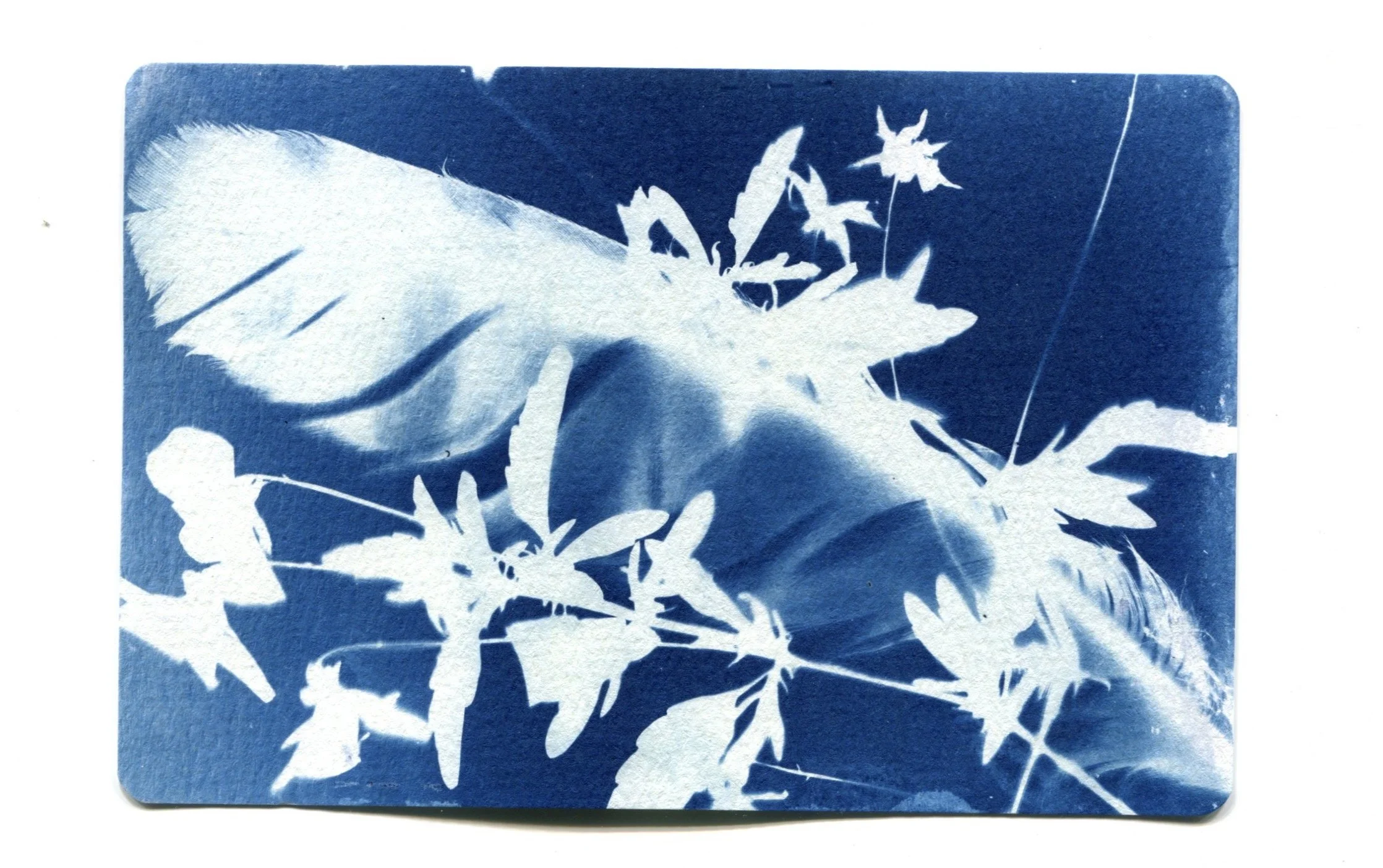 Owl Feather + Pansy Cyanotype 4" x 6"