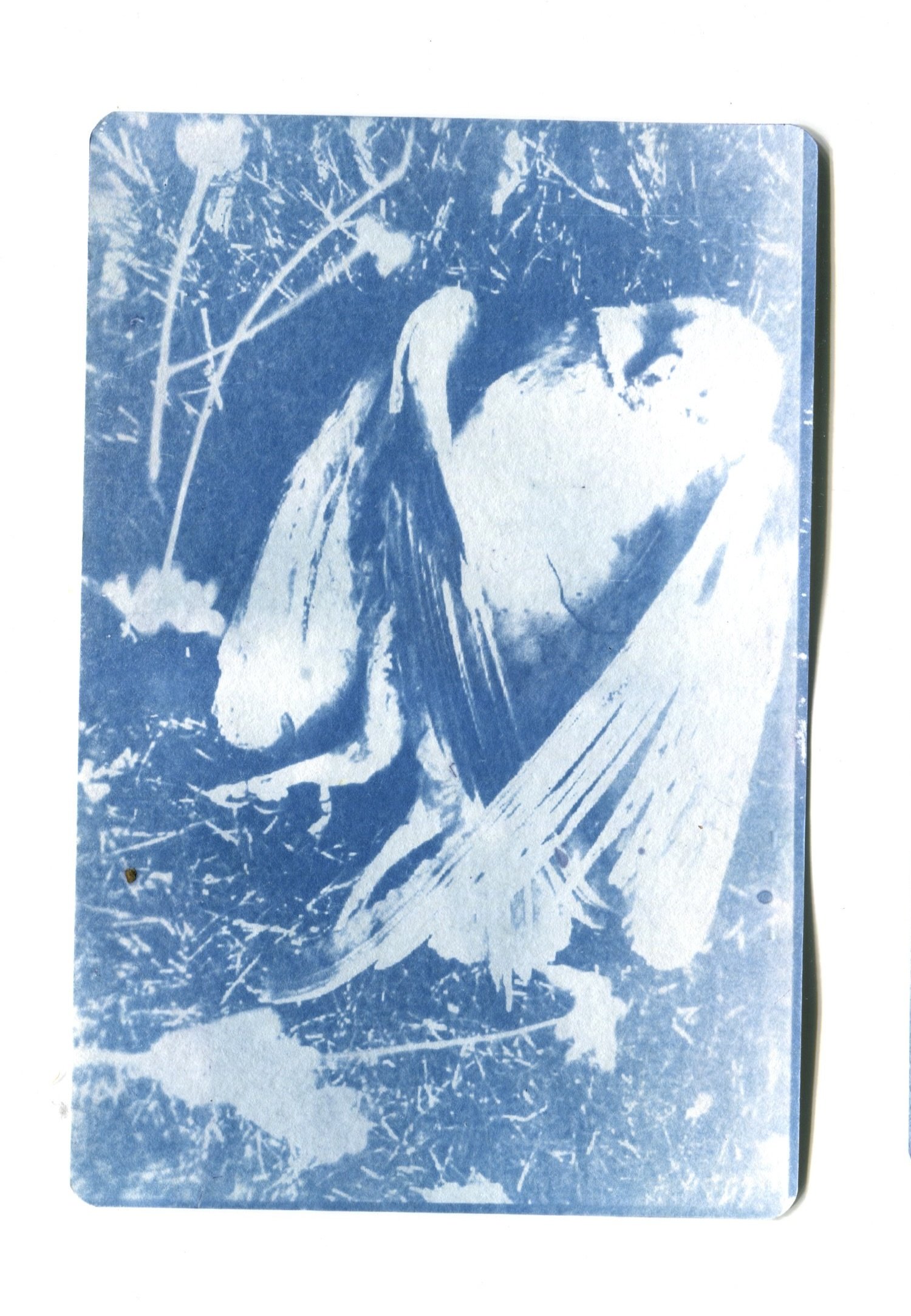 Deceased Barn Owl Cyanotype 4" x 6"