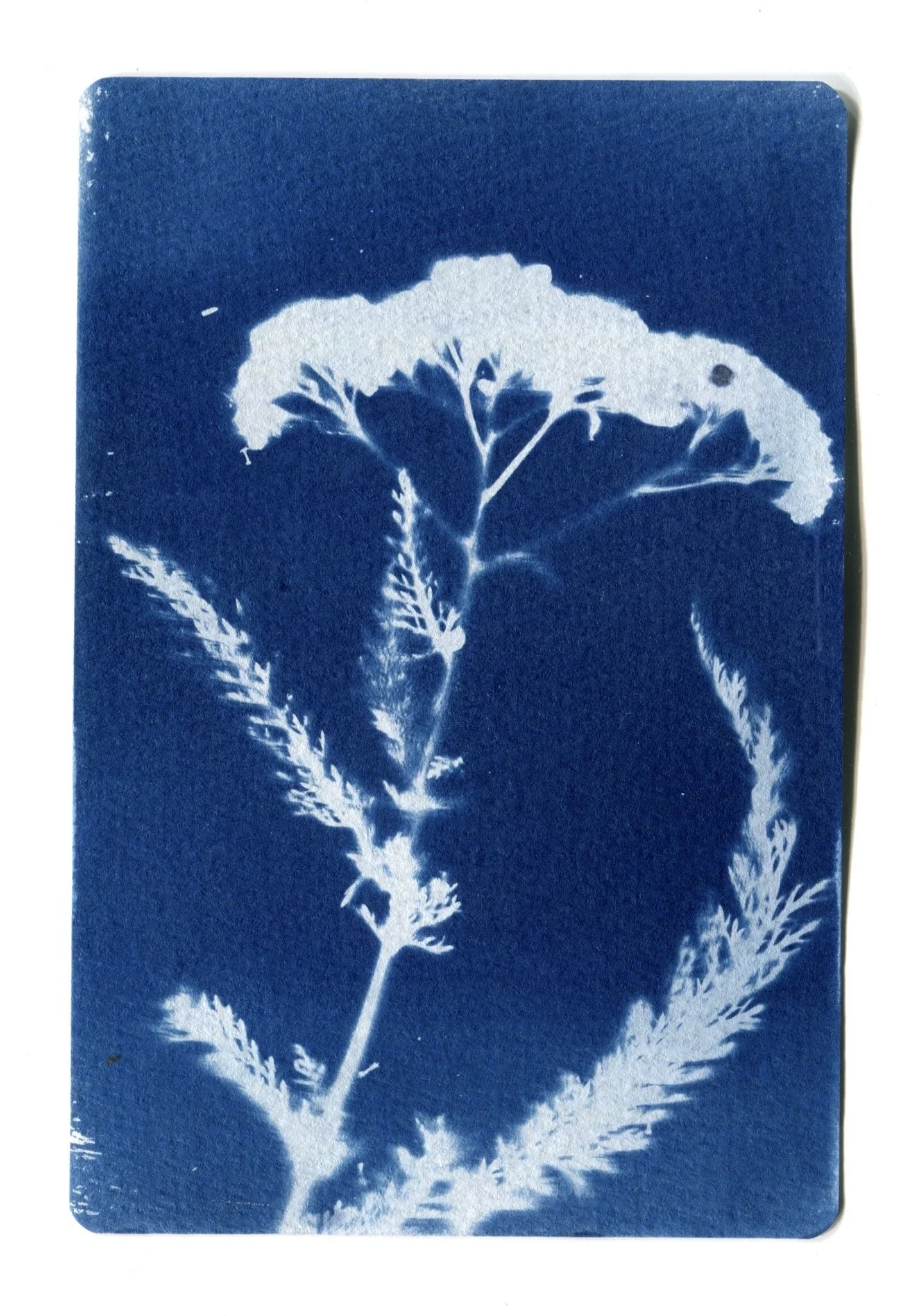 Yarrow Cyanotype 4" x 6"