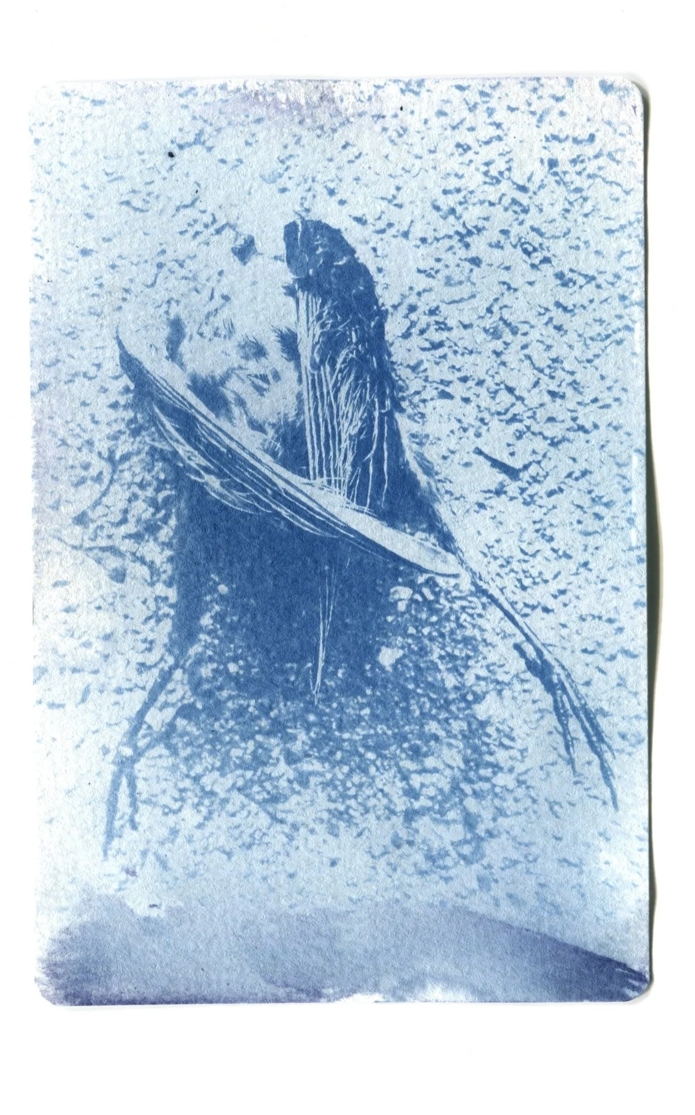 House Sparrow Cyanotype 4" x 6"