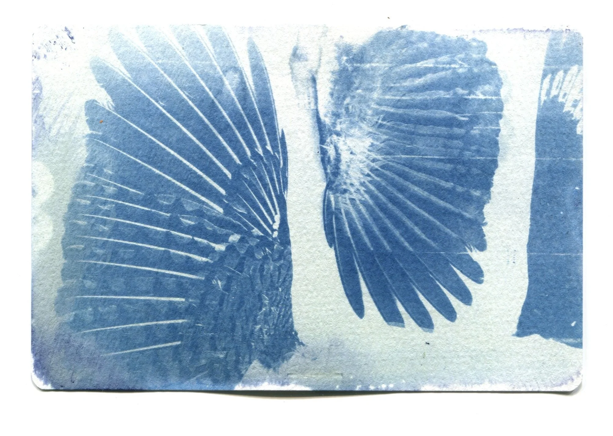 Northern Flicker Wing Specimen Cyanotype 4" x 6"
