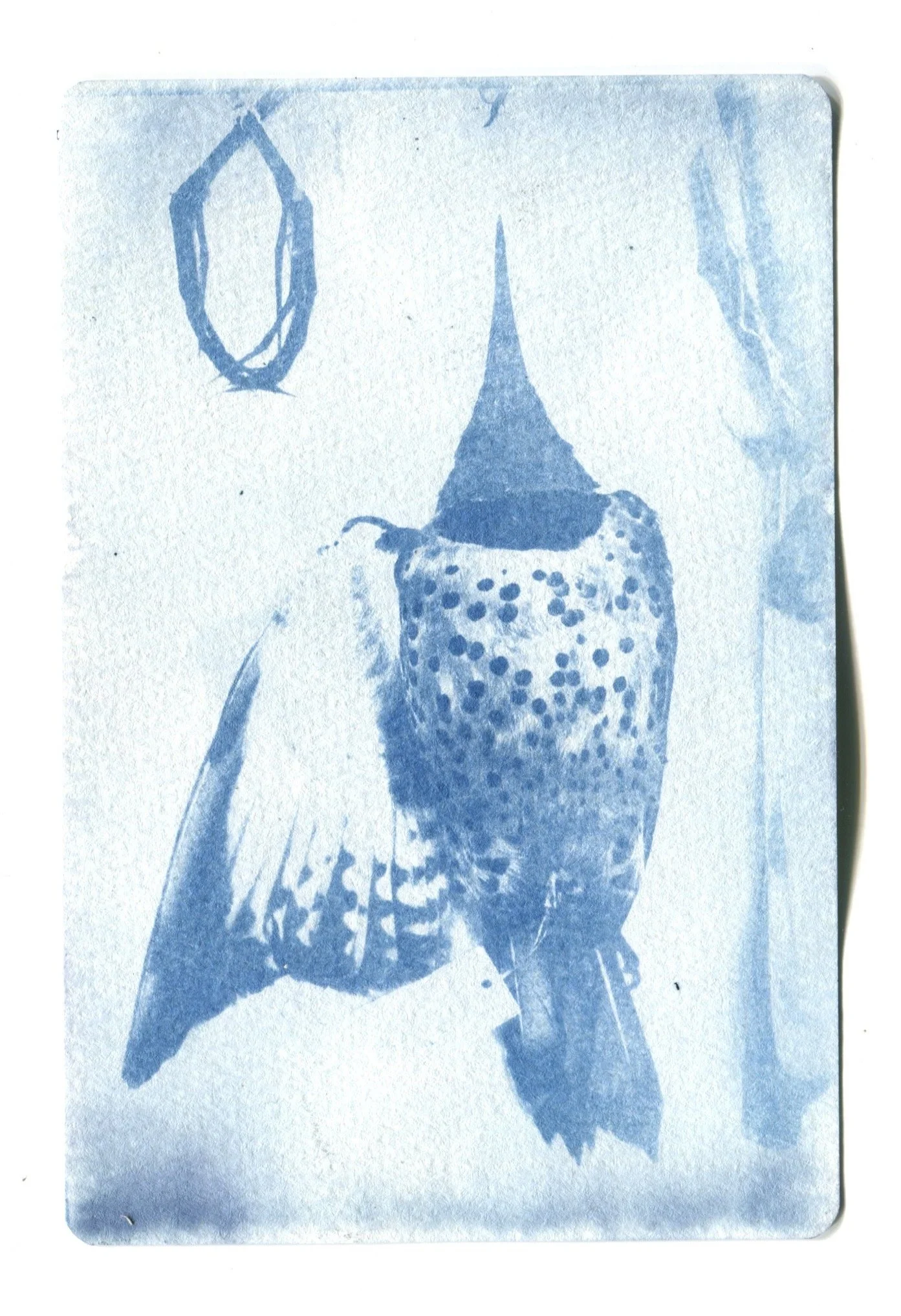 Northern Flicker Specimen Cyanotype 4" x 6"