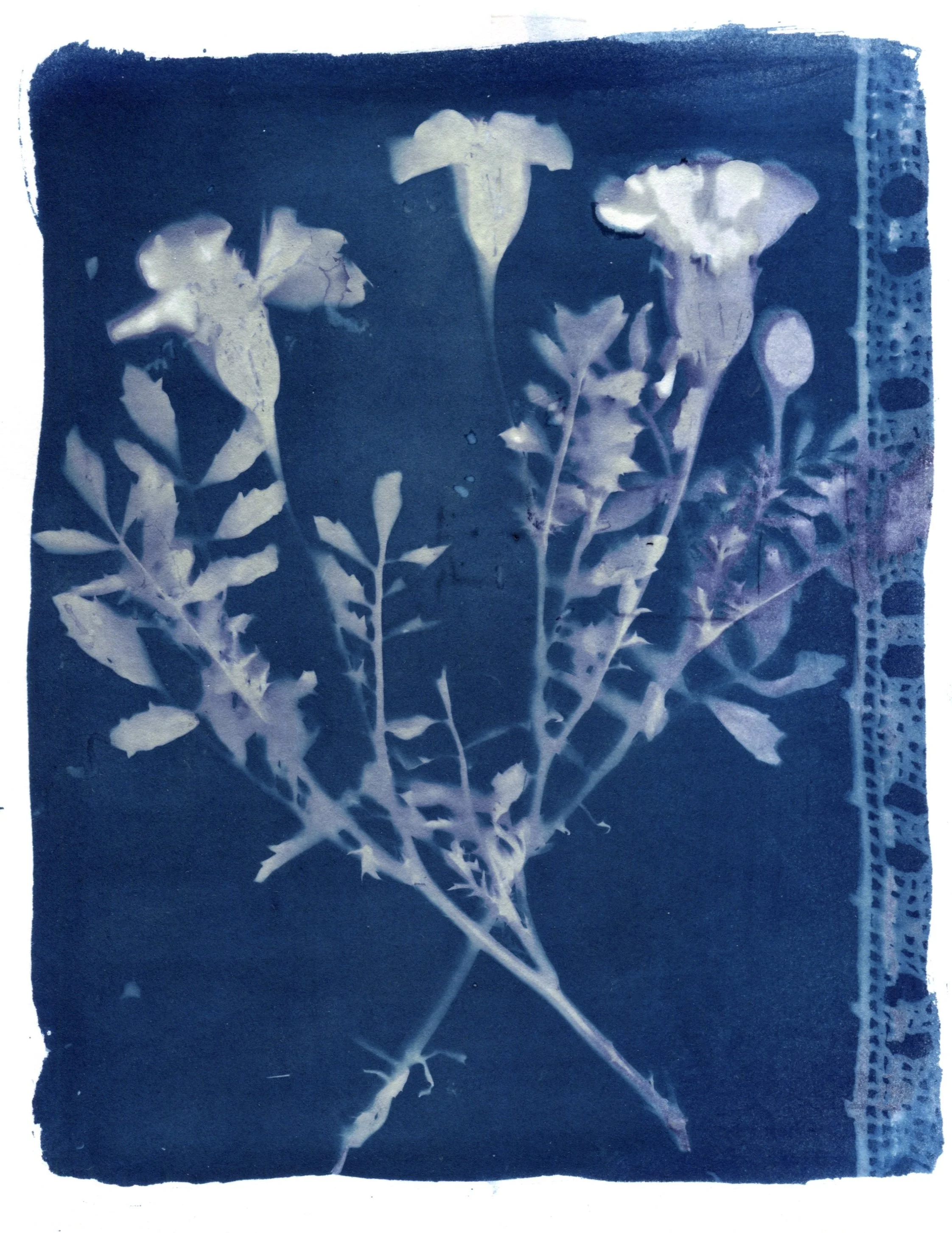 Marigold Cyanotype 8.5" x 11"