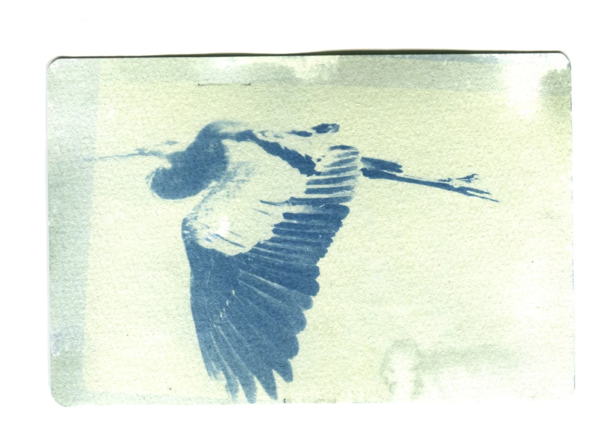 Great Blue Heron Cyanotype 4" x 6" (Second Quality)