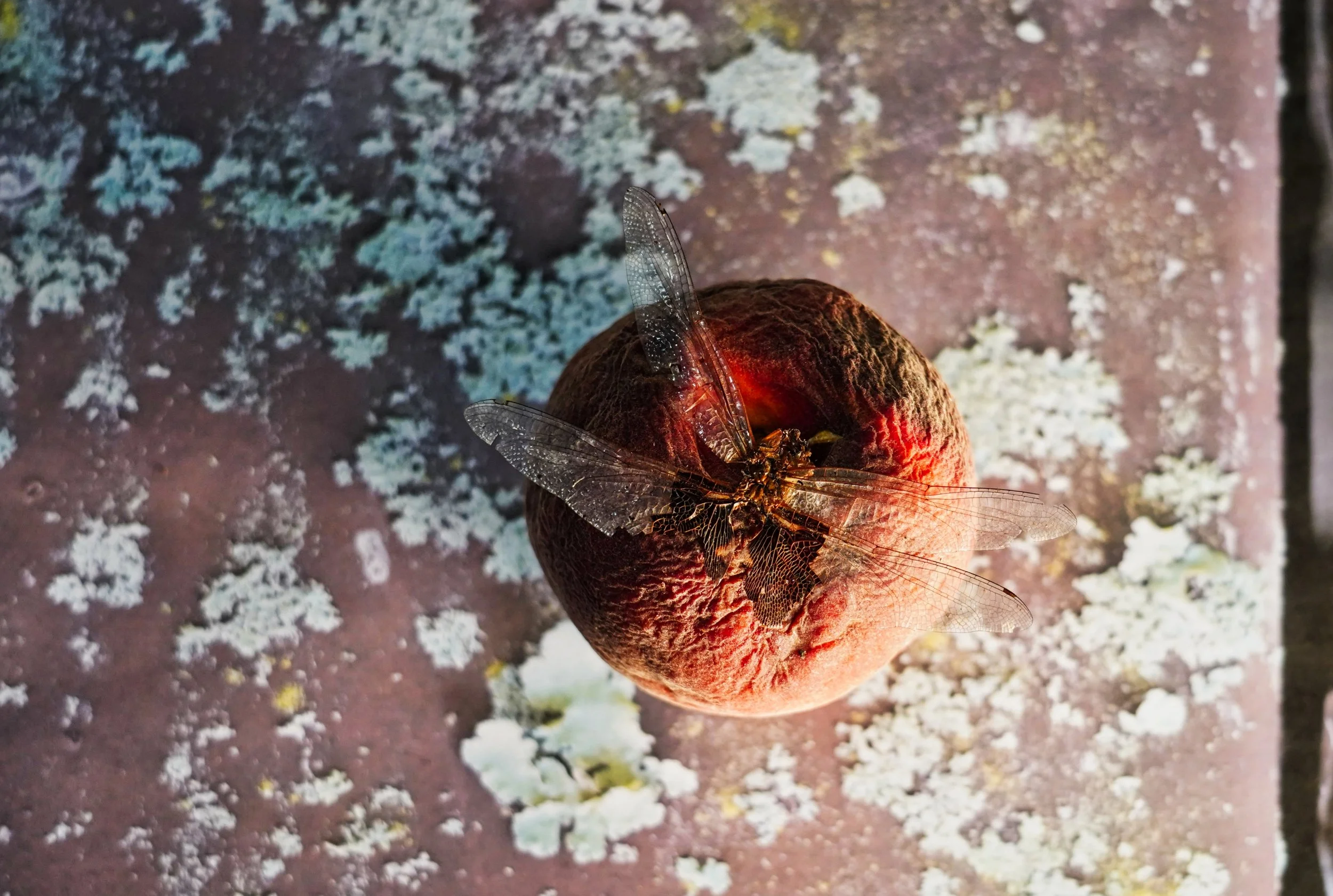 Anisoptera on Persica, Archival photo print, 16" x 24", 2022, $275, Chera DeHoff, Castleberry, Alabama - (Honorable Mention)