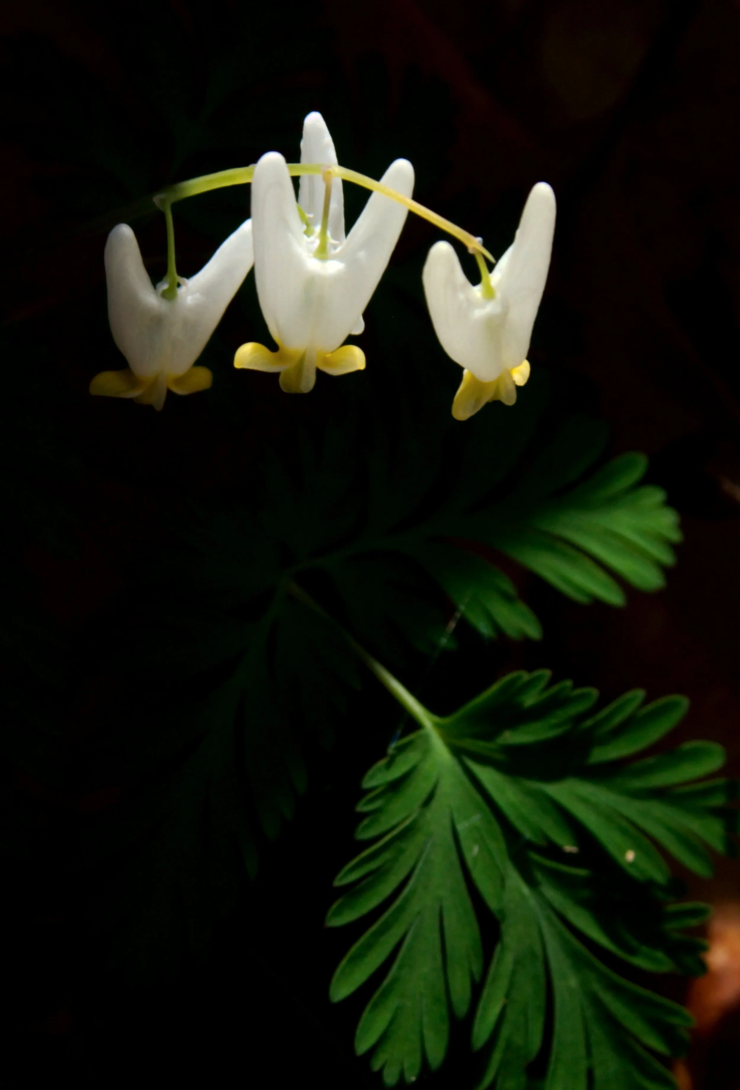 Dutchman's Breeches, 20in x 30in, 2009, Price: $250, Ed Rehbein, Beckley, West Virginia