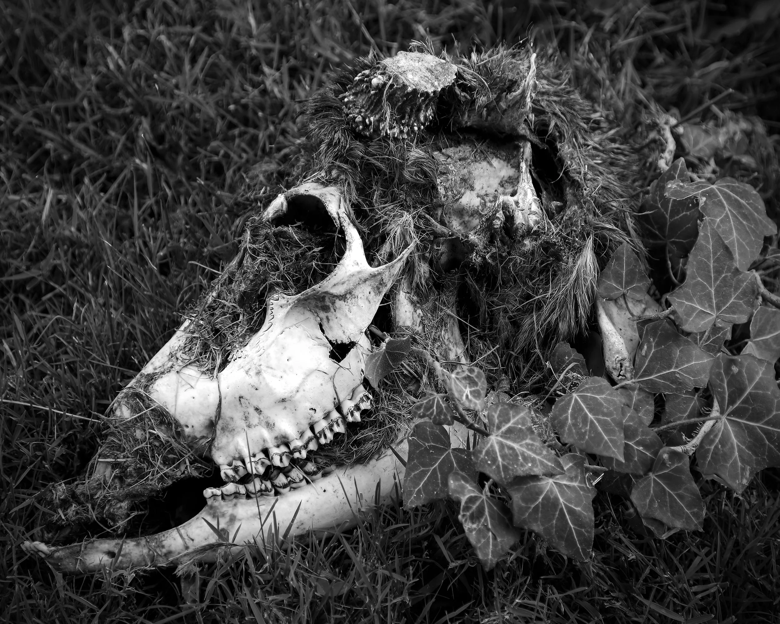 Fallen, Archival photo print, 22" x 26", 2022, $365, Bob Debski, Lansdale, Pennsylvania - (Director's Choice)