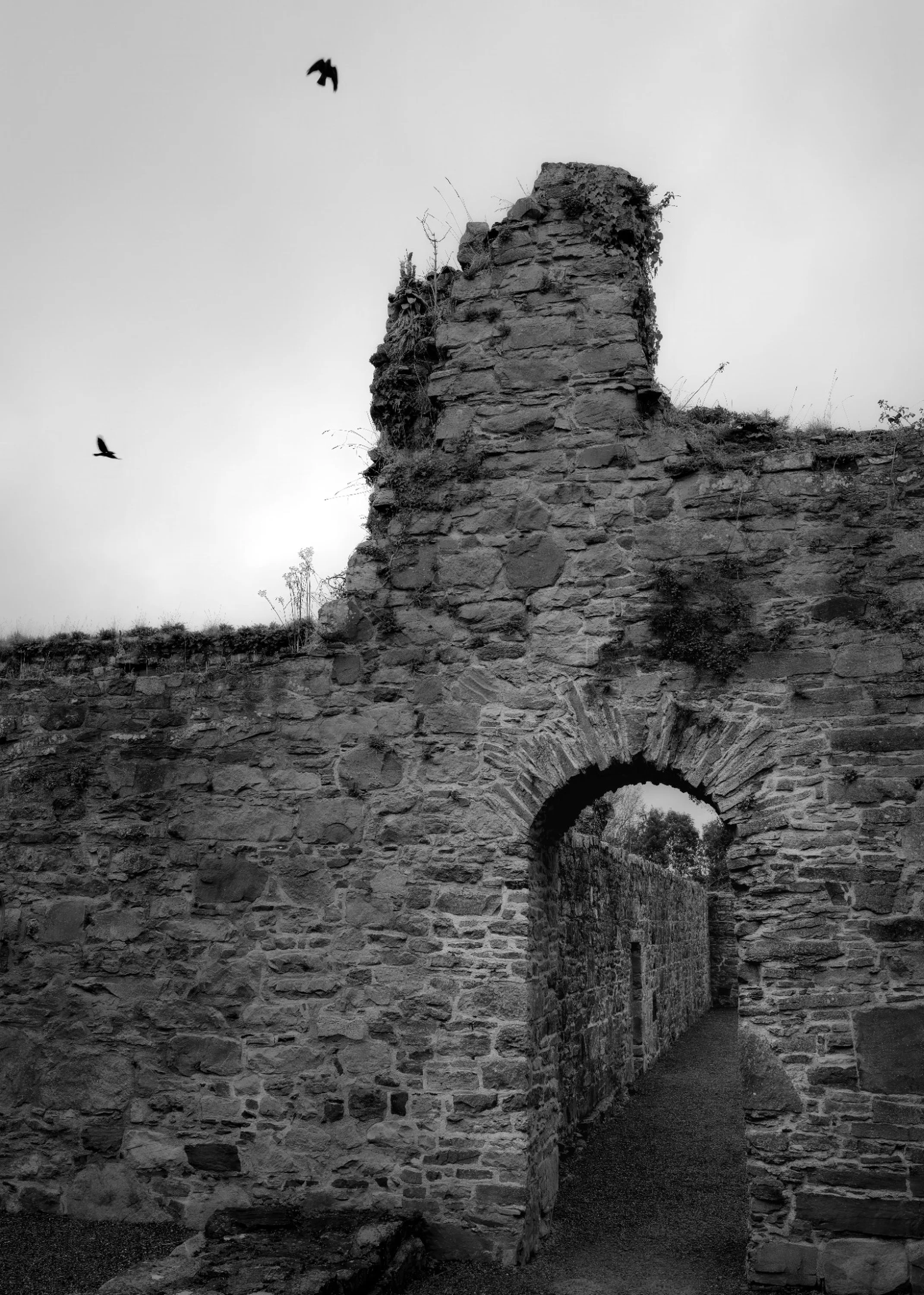 Open Flight, Archival Print, 20 × 18 inches, 2025, Thomas Bradley, Pittsburgh, Pennsylvania, $250