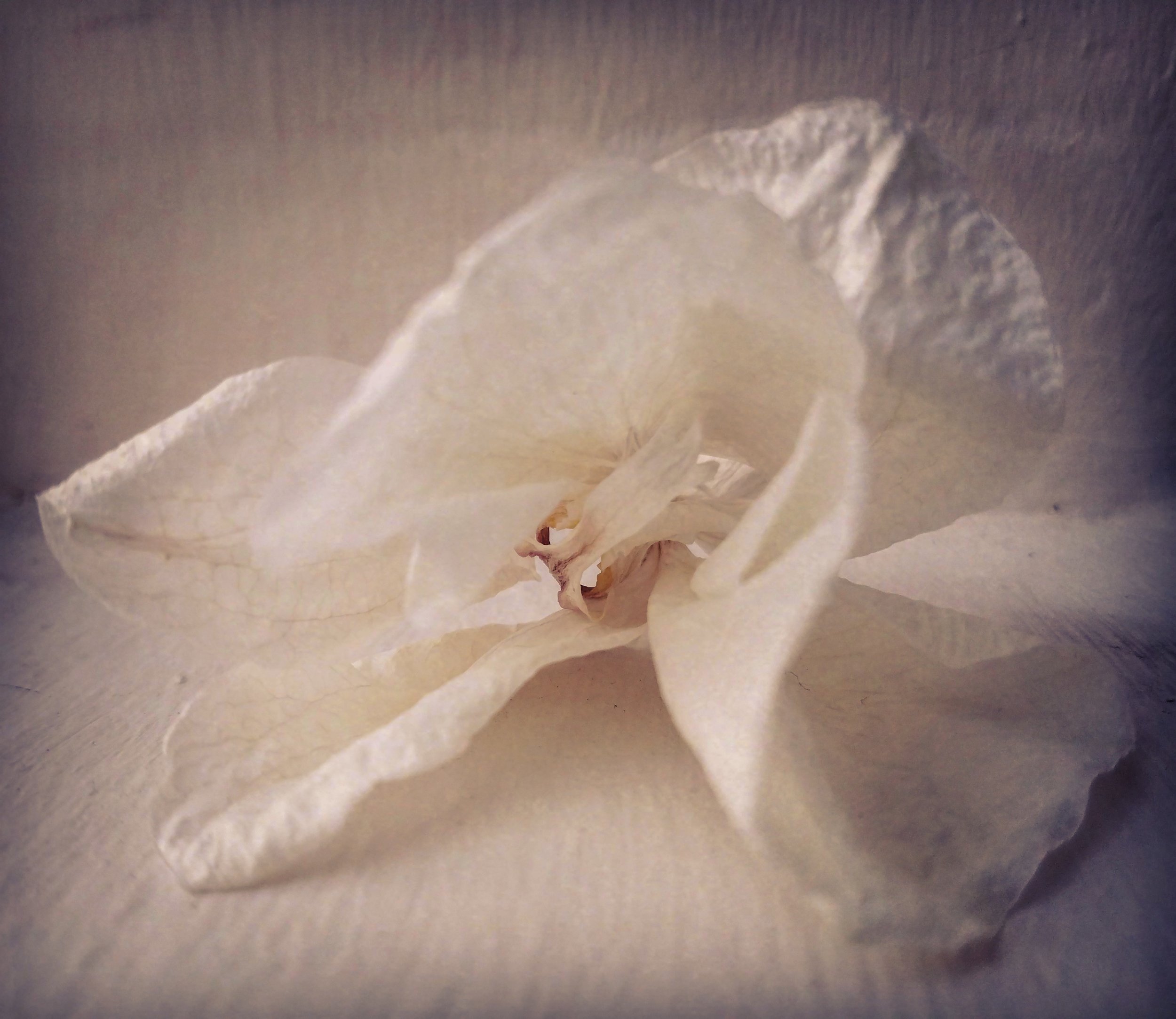 Phalaenopsis Focus, Photography metal print, 10" x 13", 2021, $300, Lara Moffat, Dallas, Texas