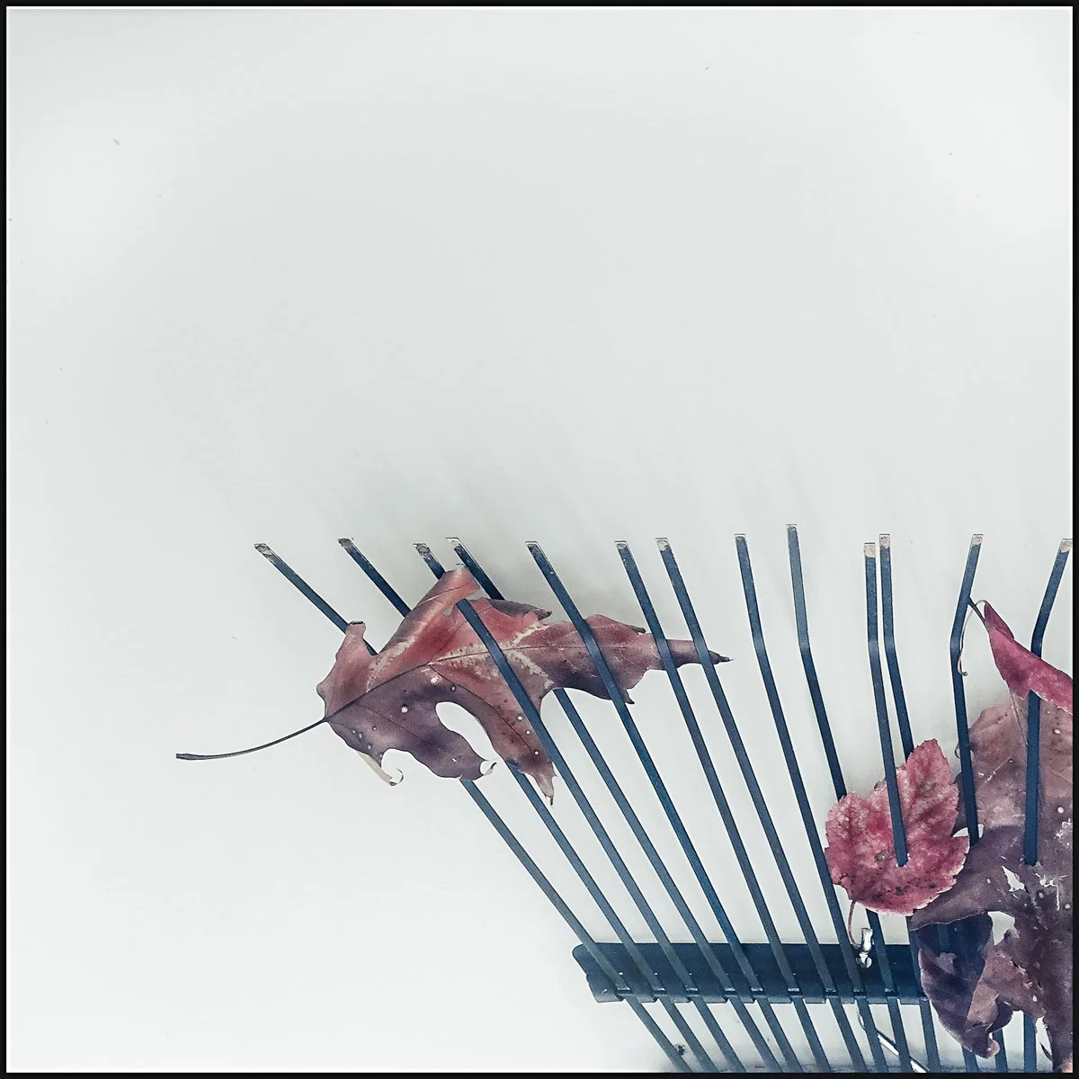 Ghosts of Autumn, Archival photo print, 12" x 12", 2020, $500, David Miller, Louisville, Kentucky