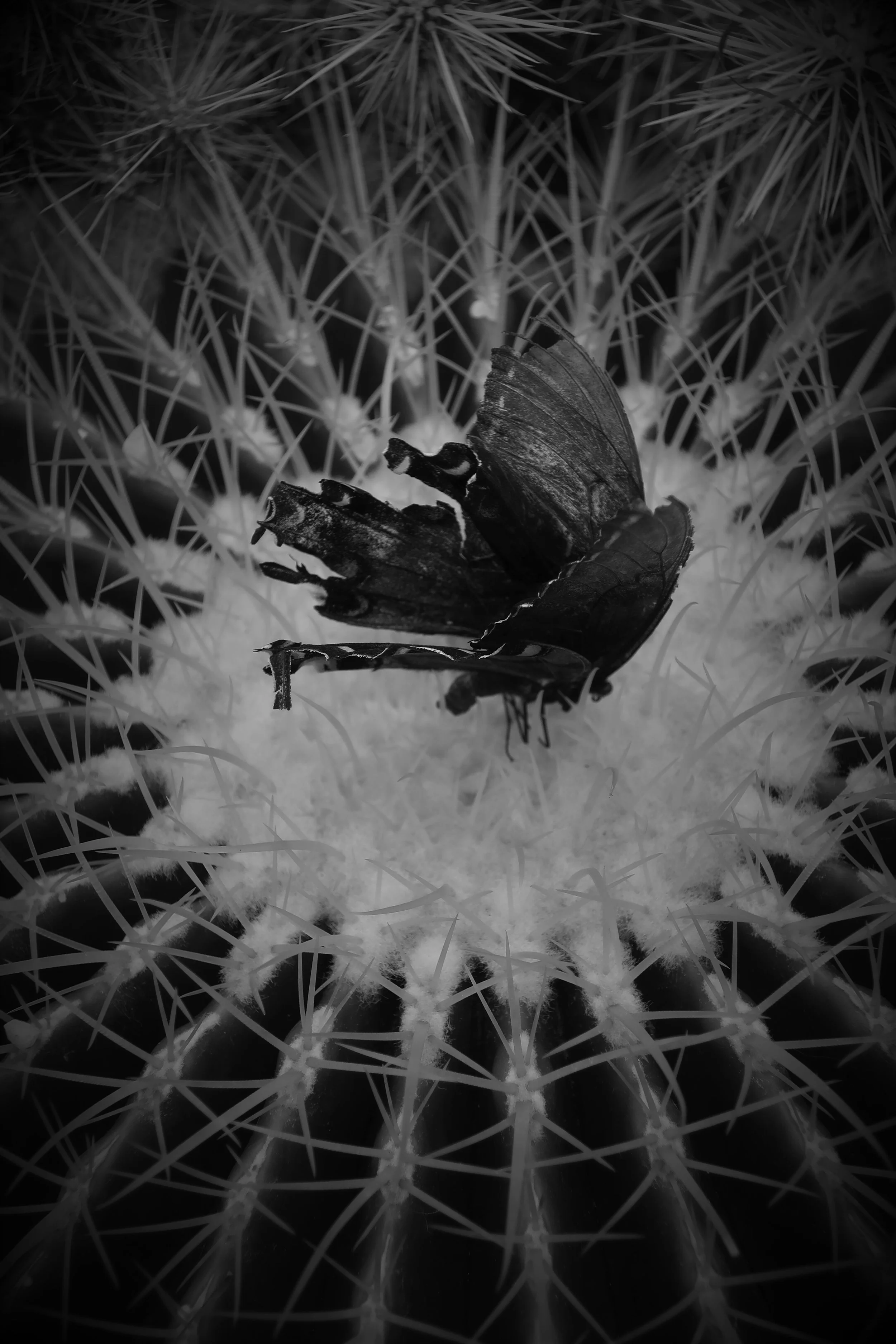 Death Becomes Her, Archival photo print, 8" x 10", 2021, $75, Leah Southerland, Roebling, New Jersey