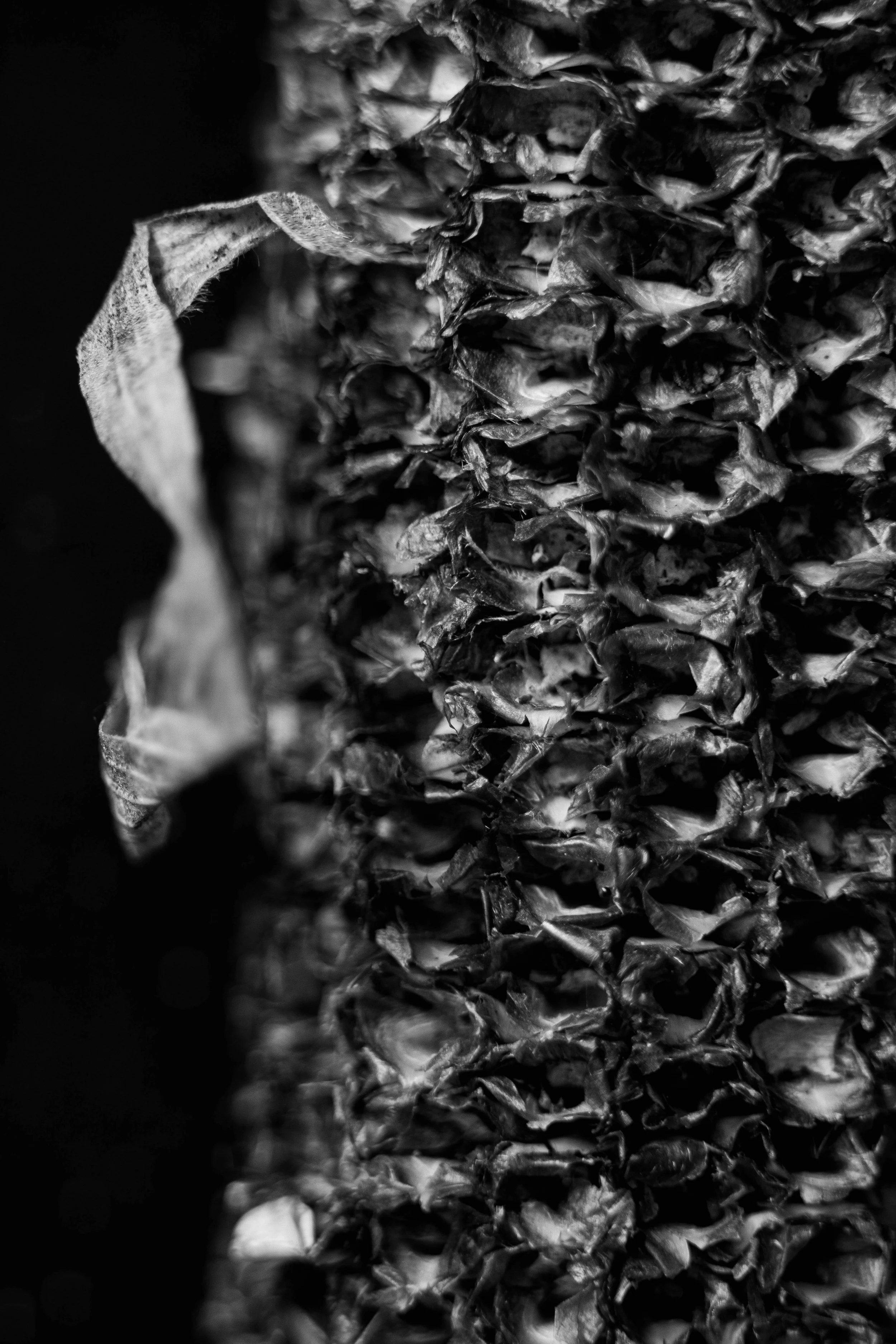 Corn IV, Archival piezo print, 18" x 24", 2021, $700, Edition of 3, Sam Bulleit, Chicago, Illinois
