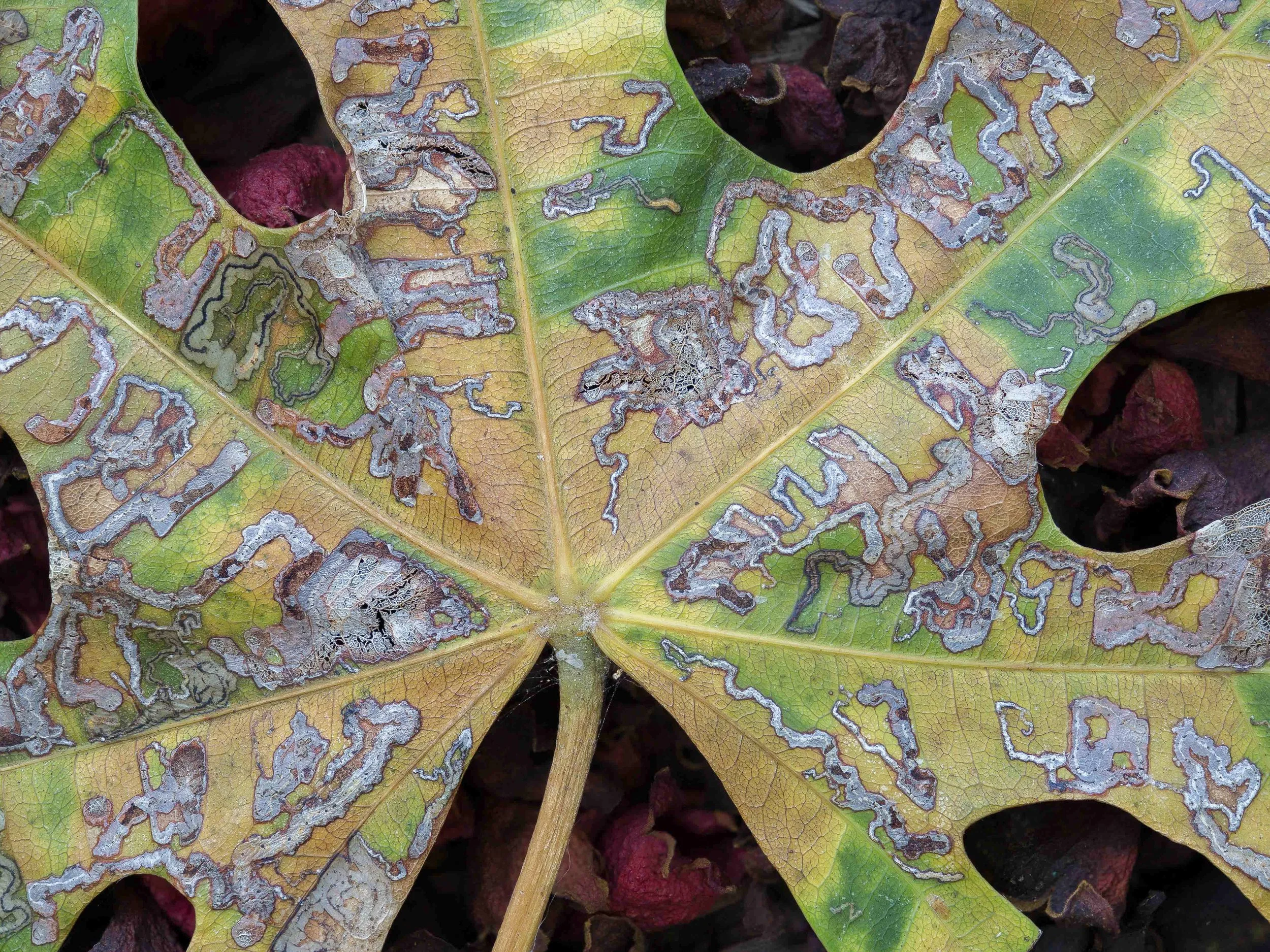 Flame Tree Leaf III, Archival photo print, 49.29cm x 31.81 cm, 2018, NFS, Keith Horton, Mt. Pleasant, NSW, Australia