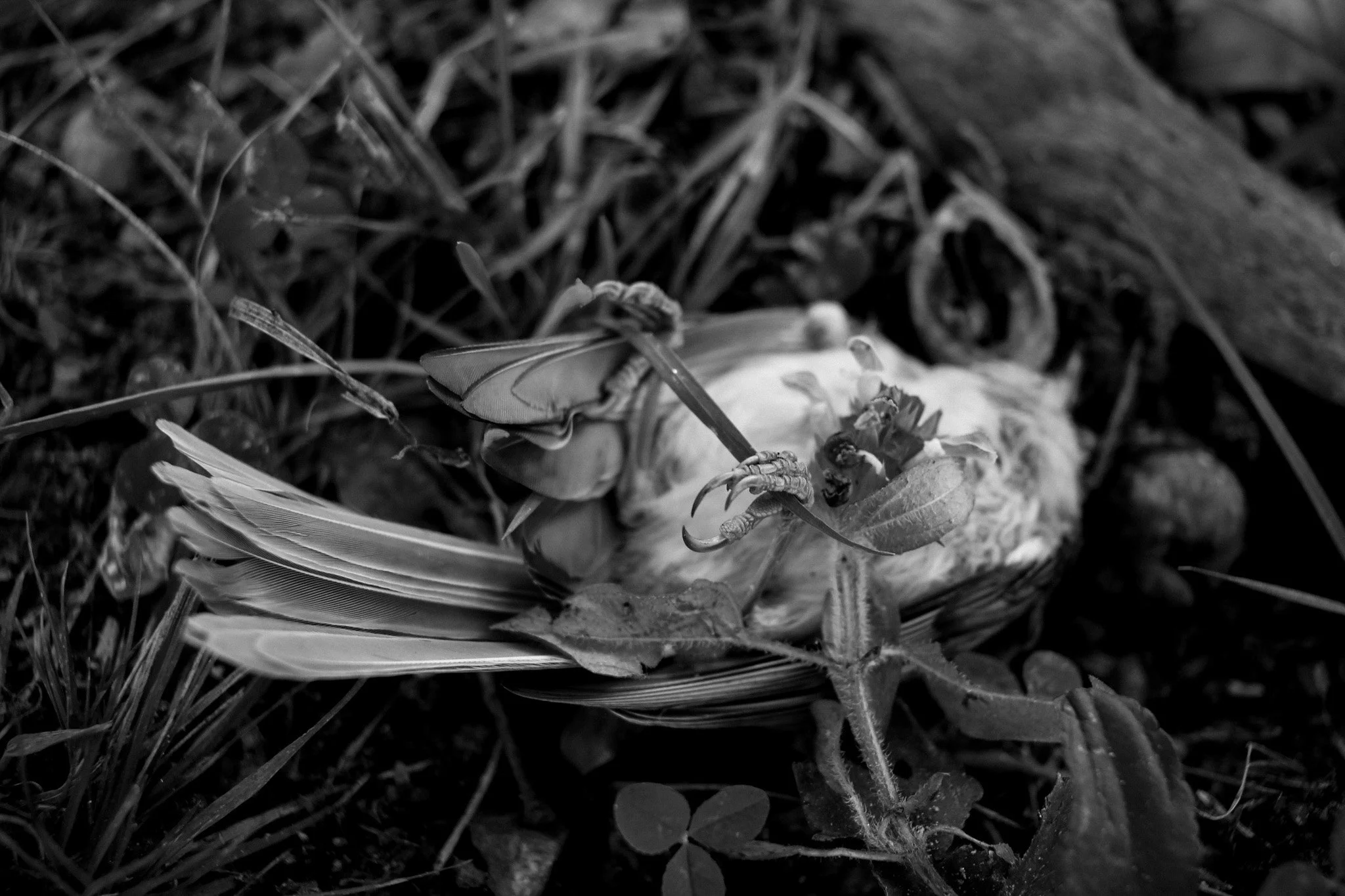 Bird, Archival photo print, 12" x 18", 2020, $200, Astrid Cope, Matthews, North Carolina