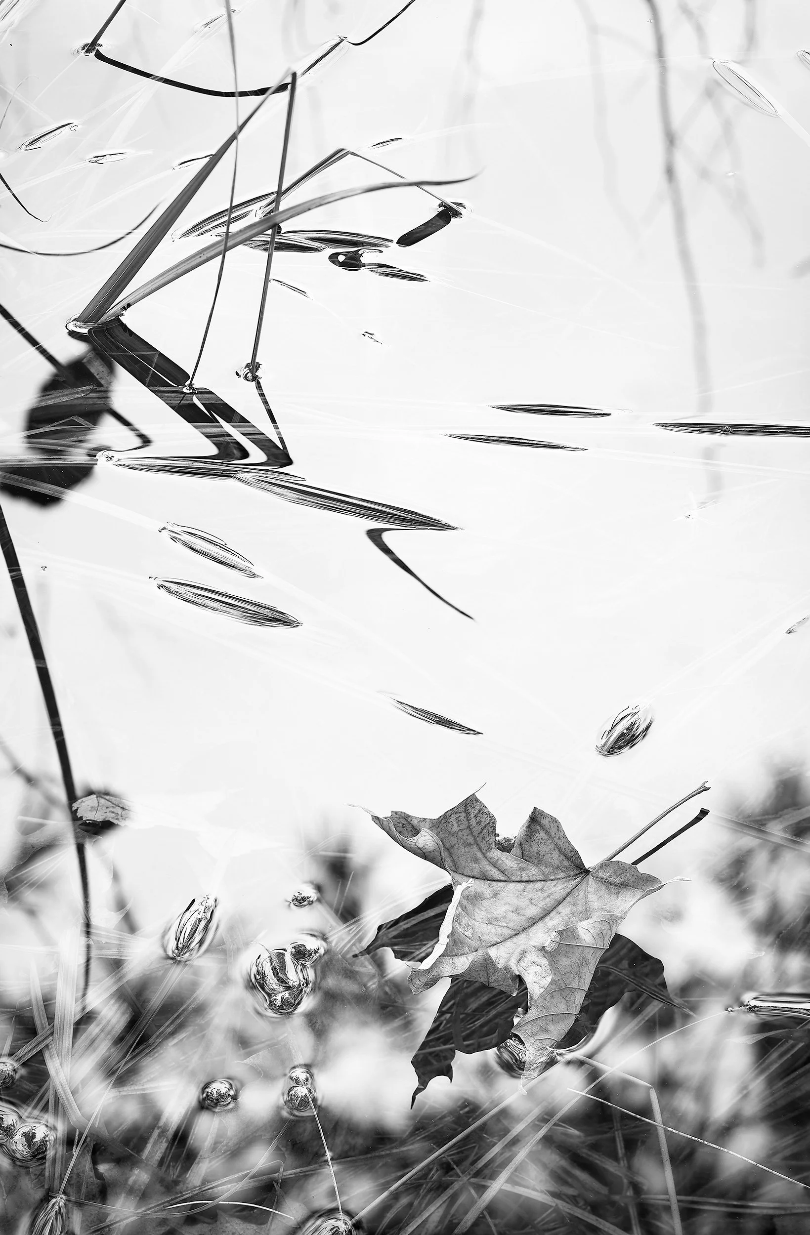 Acadia No. 1, archival print, 40 x 61 in, 2016, $2200, © Drew Harty, Treadwell, New York