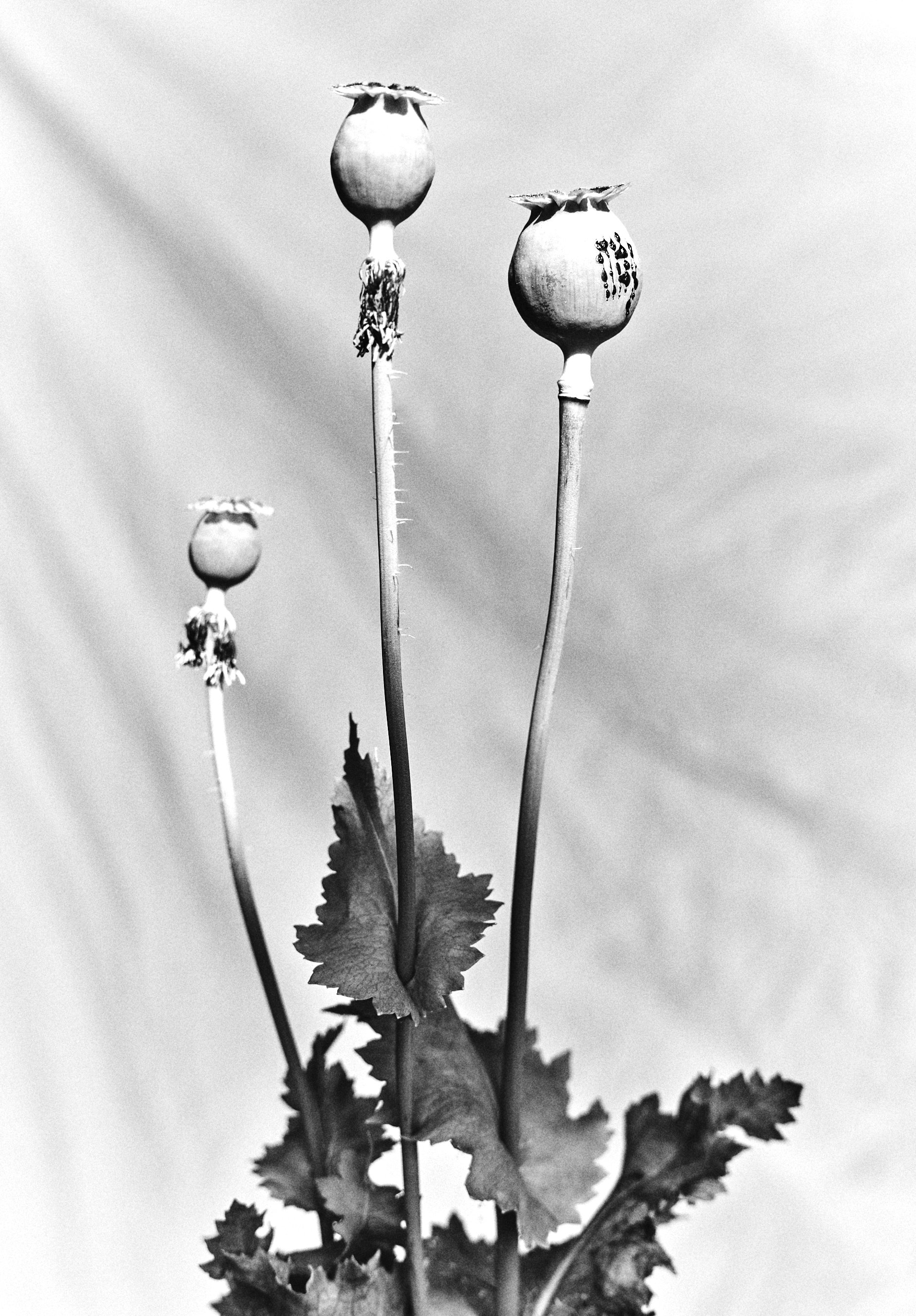 Opiate, archival print, 8 x 10 in, 2024, $200, © Paul Carter, Los Angeles, California