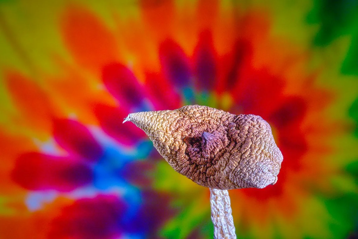 Magic, archival print, 2022, $420, © David Fiedler, Shingle Springs, California