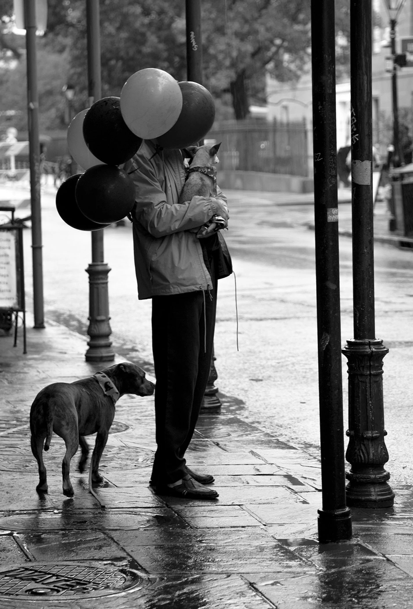 Dogs and Balloons, archival print, 20 x 16 in, $200, 2025, © Justine Crowley, New Orleans, Louisiana