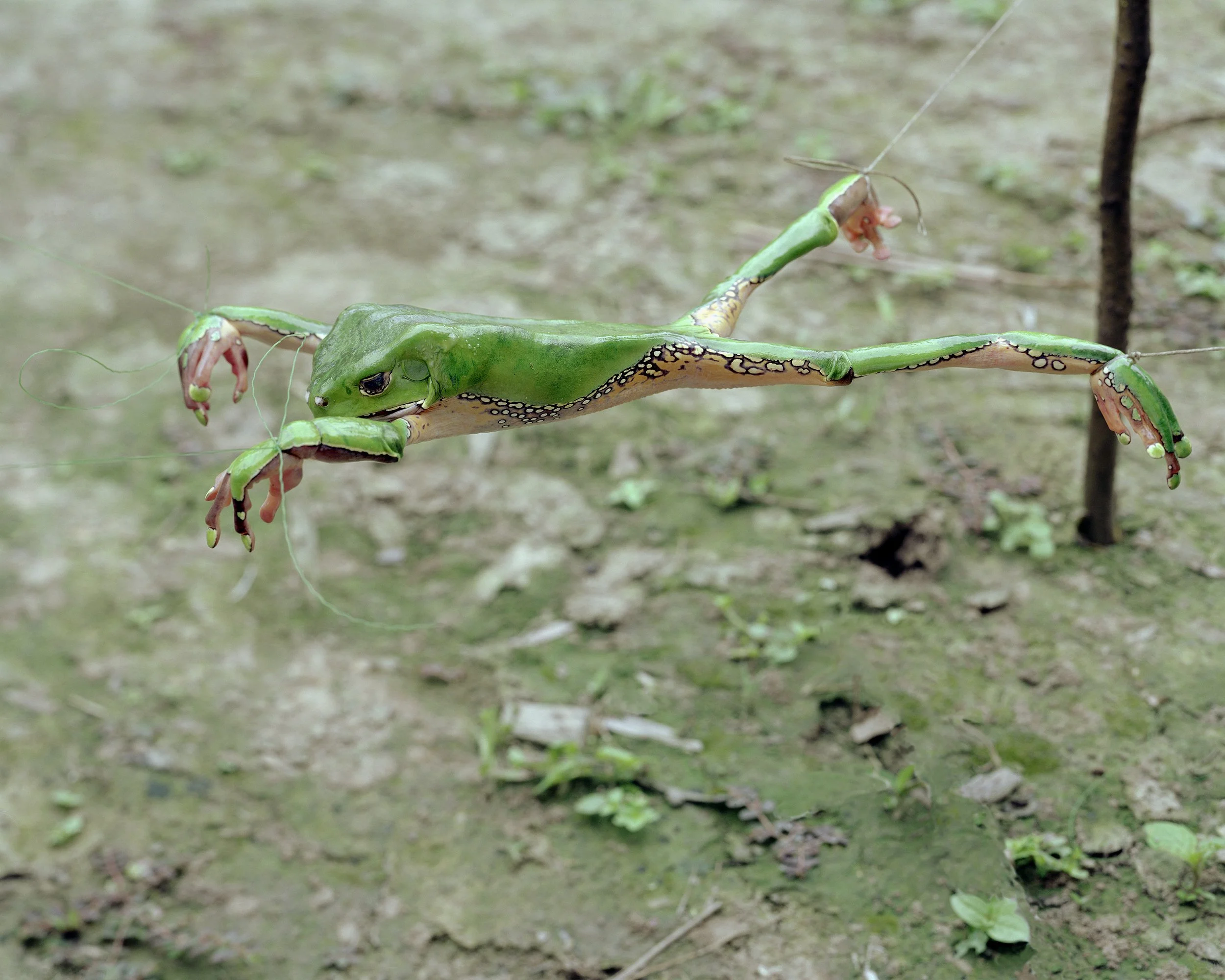 Frog Stressing to Produce Sapo, Archival print, 24 x 30 in, 2006, $1200, © Vance Gellert, Minneapolis, Minnesota