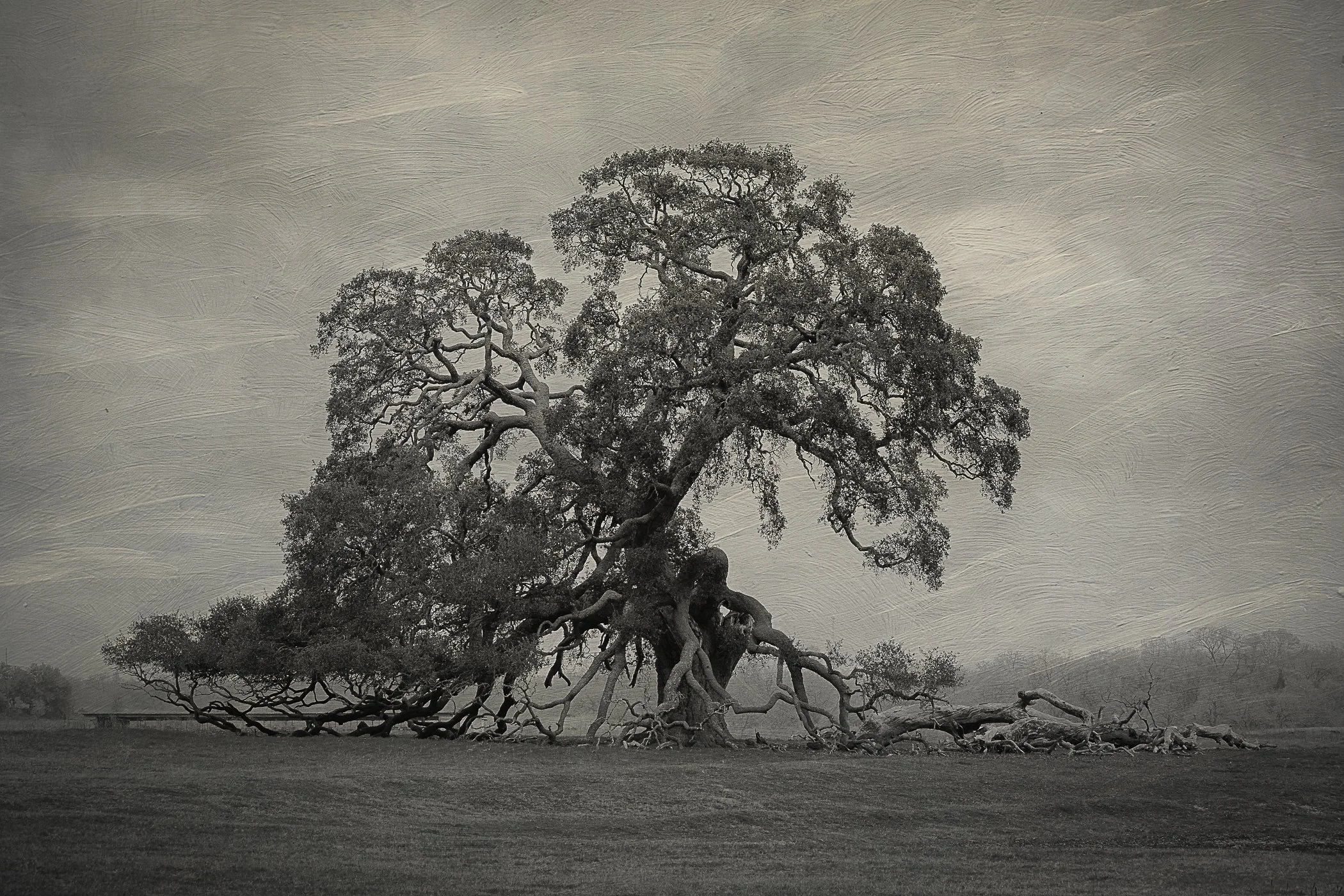 Battle Hardened, archival print, 16 x 24 in, 2021, $360, © Miachelle Breese, Chandler, Arizona