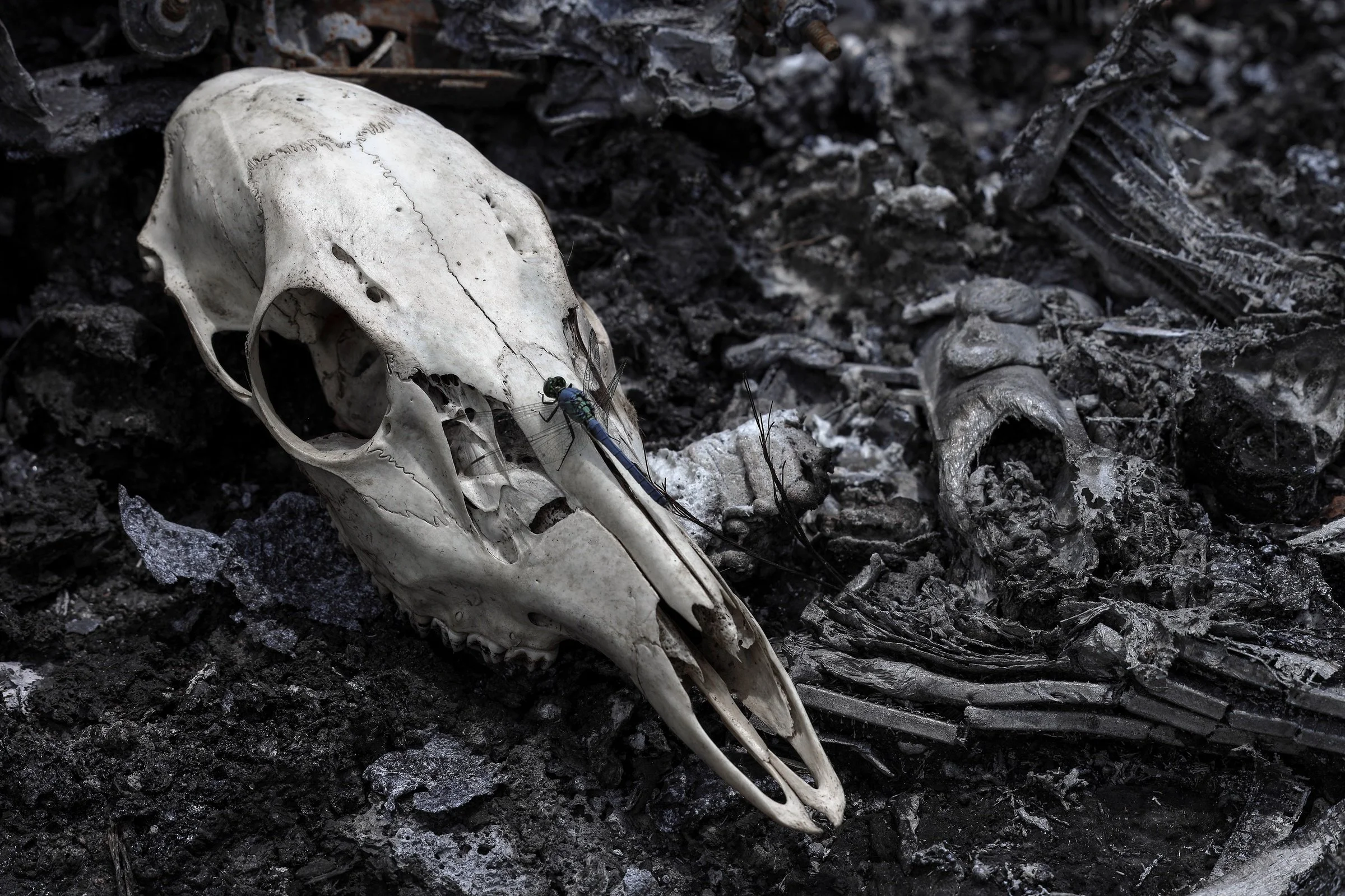 Dragonfly Skull by Wirth Lawson