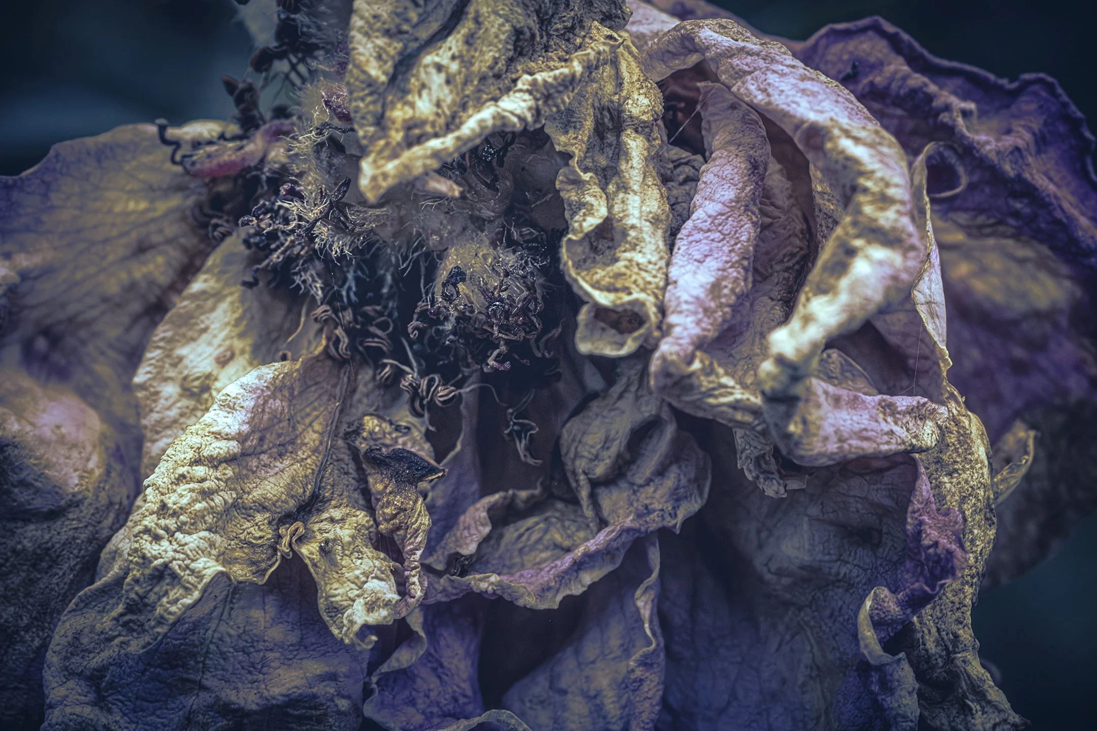 Rose No. 01, archival print, NFS, 2025, © Andy Hann, Austin, Texas