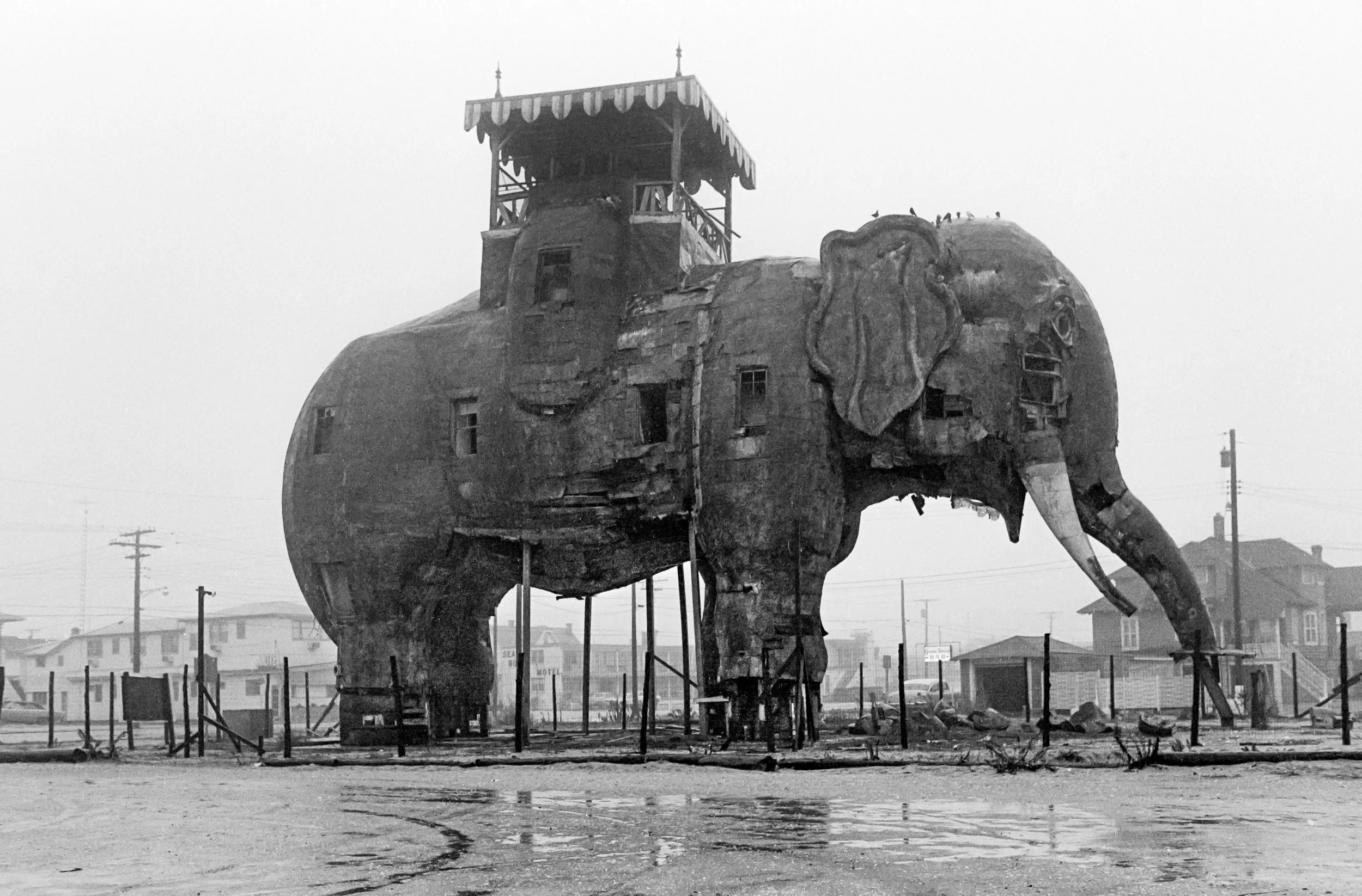 Lucy, Margate City, NJ, Archival Ink Jet Print from Original Film Negative, 24 × 18 inches, 1972, Arthur Nager, Fairfield, Connecticut, $1,000