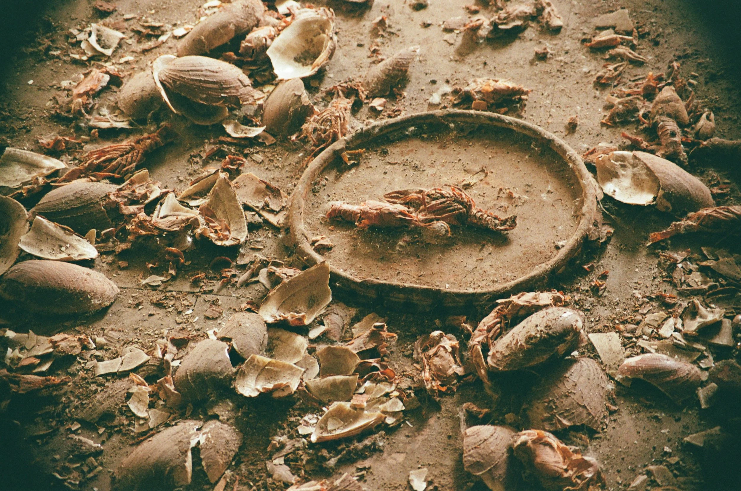 For Dinner, color film negative, 11 x 14 in, $400, 2025, © Alice Bortel, Chicago, Illinois