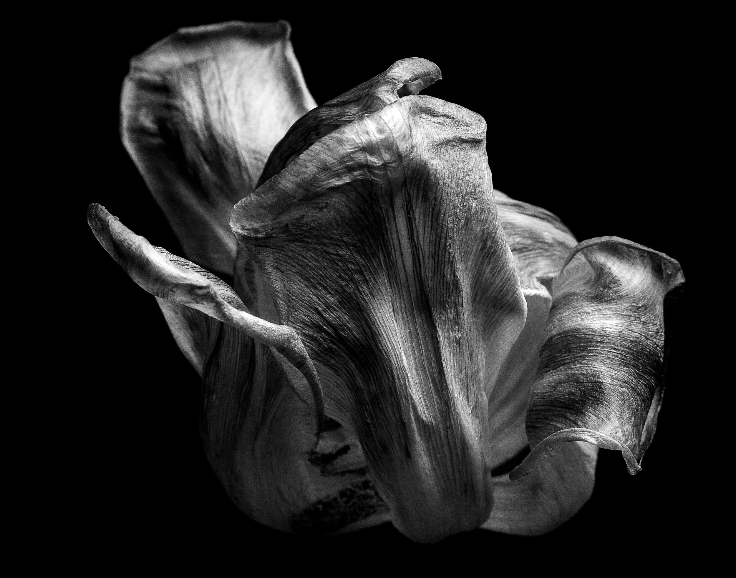 Timeless, 11" x 14", Metallic print on 16" x 20" mat, 2022, $400, William Dubocq, Las Vegas, Nevada