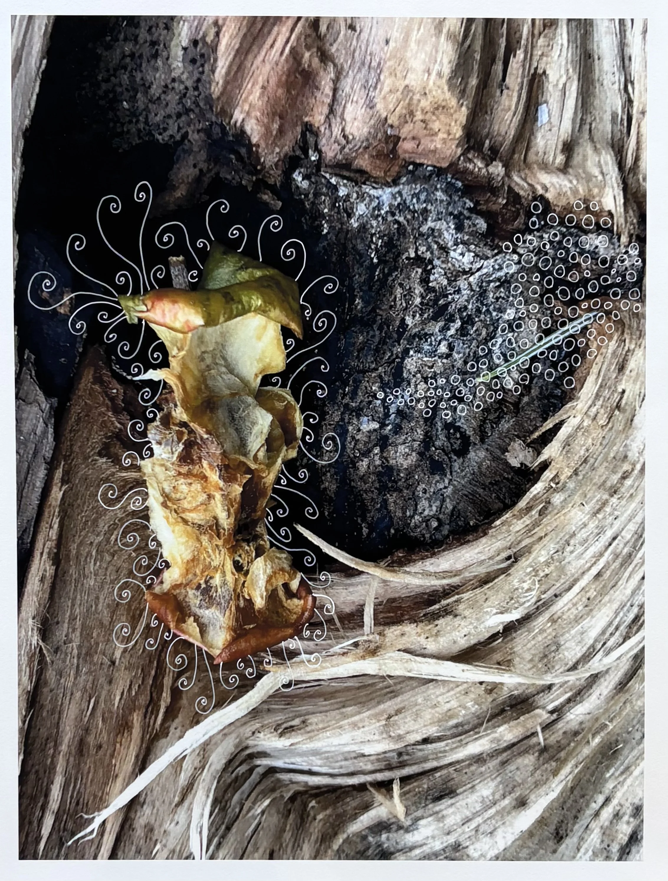 Rotten, archival print, 17 x 21 in, $500, 2025, © Sarah Ahearn, Amherst, New Hampshire