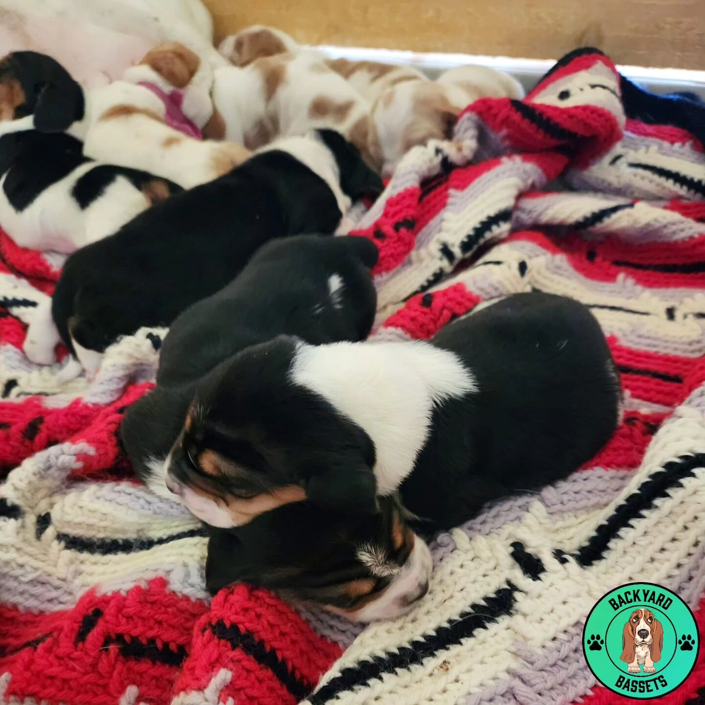 Pretty babies! Always losing their collars 😍

#basset #bassethound #bassethoundfamily  #bassethoundsofinstagram #tricolorbasset #lemonbasset #bassethoundpuppy #bassetpuppy #bassetpuppiesofinstagram #ajsbackyardbassets