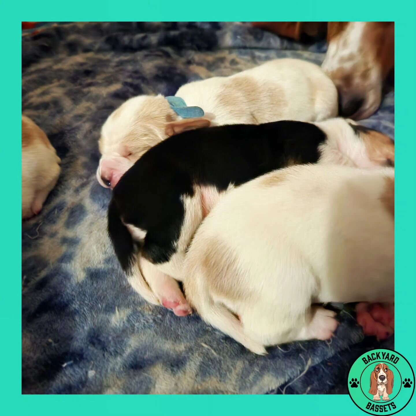 Hello! We've been prepping the homestead for the cold season. The pups have grown so much in the past few days! Here are some of my favorite shots.

#basset #bassethound #bassethoundfamily  #bassethoundsofinstagram #tricolorbasset #lemonbasset #basse