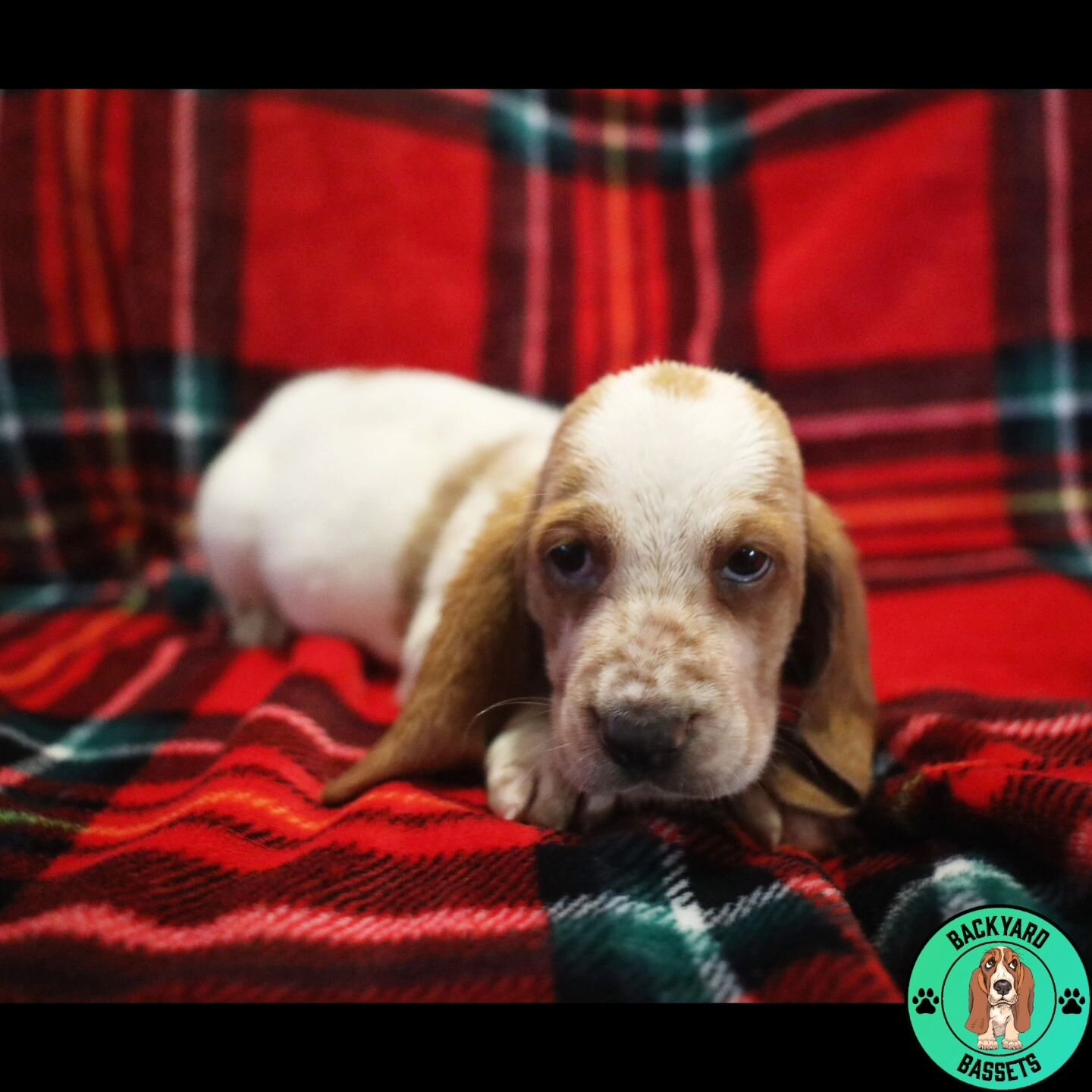 Hey Jude at 6 weeks. This guy reminds me so much of his dad, Waylon Bocephus. They share a similar look and almost exact personality. 

#basset #bassethound #bassethoundfamily  #bassethoundsofinstagram #tricolorbasset #lemonbasset #bassethoundpuppy #
