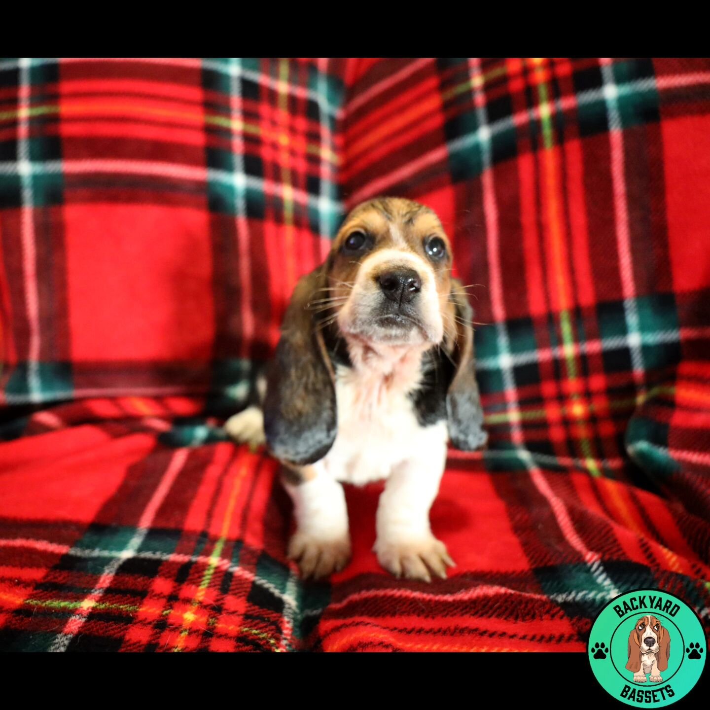 Rocky Raccoon at 6 weeks. This little dude loves to play. He reminds me of his mom, Jolene, at this age. He's always engaging his siblings in play time. 

#basset #bassethound #bassethoundfamily  #bassethoundsofinstagram #tricolorbasset #lemonbasset 