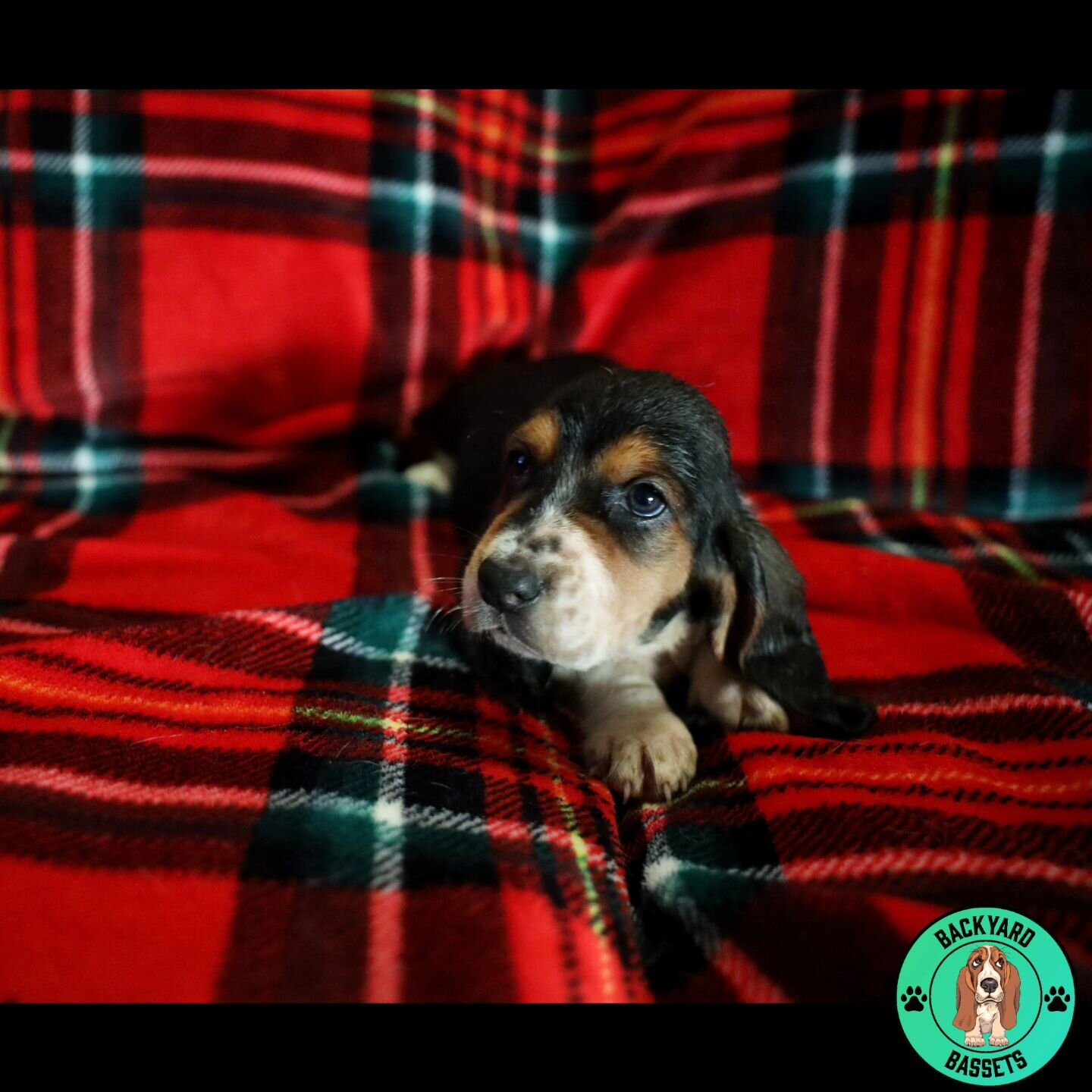 Mr. Moonlight at 6 weeks. This guy has the most beautiful pattern on his face. He's the smallest but still plays hard with his siblings. 

#basset #bassethound #bassethoundfamily  #bassethoundsofinstagram #tricolorbasset #lemonbasset #bassethoundpupp