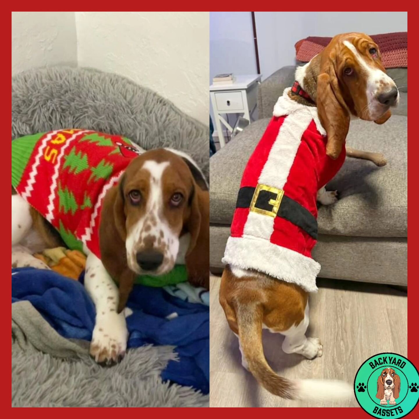 Christmas is right around the corner, and it's getting festive! 
Dottie &quot;Jessica&quot; and Griffey &quot;Pony Boy&quot; from Litter A, rocking their Christmas sweaters! These pups just get more and more beautiful as they age! 
@itsmarnizzle @spo