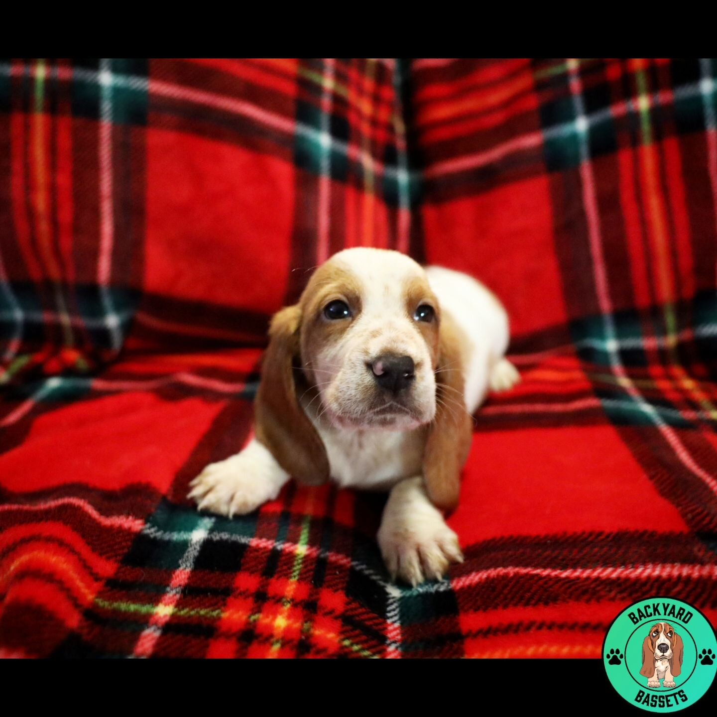 Eleanor Rigby at 6 weeks. Eleanor is my special girl, she is very easygoing like her dad, Waylon. She and Clara always run to me and love being held. She can fall asleep anywhere.

#basset #bassethound #bassethoundfamily  #bassethoundsofinstagram #tr
