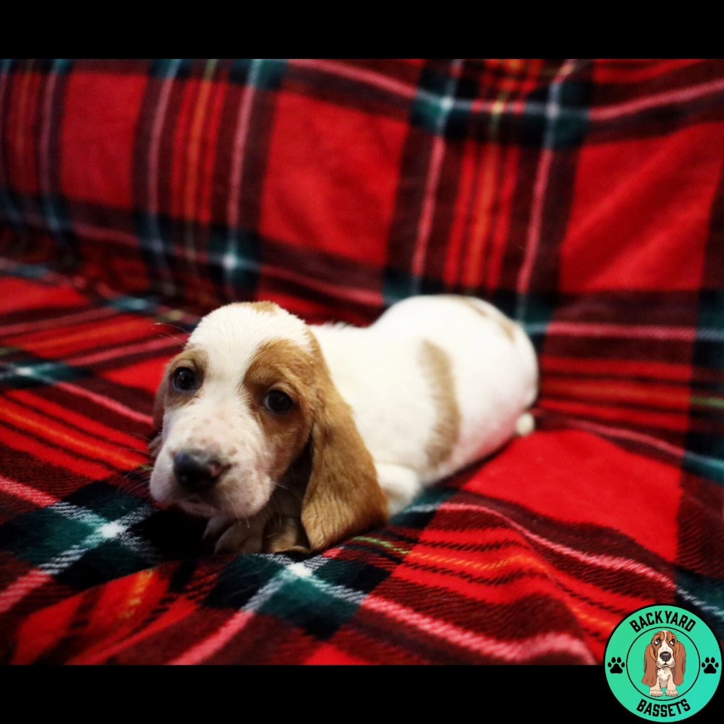 Clarabella at 6 weeks old. Clarabella is such a sweet little lady, she always comes to me when I walk up. She loves to be cuddled and held. 

#basset #bassethound #bassethoundfamily  #bassethoundsofinstagram #tricolorbasset #lemonbasset #bassethoundp