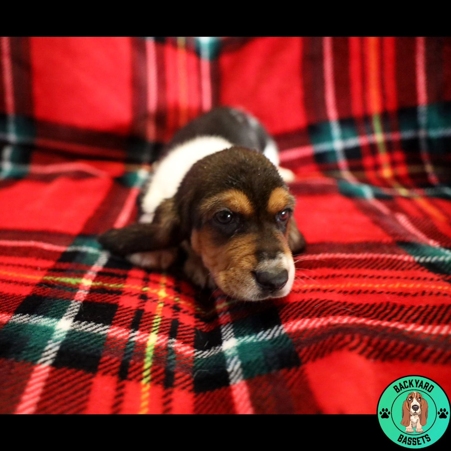 Lovely Rita at 6 weeks. Rita has such a sweet, mellow personality. She's more independent and loves rope toys.

#basset #bassethound #bassethoundfamily  #bassethoundsofinstagram #tricolorbasset #lemonbasset #bassethoundpuppy #bassetpuppy #bassetpuppi