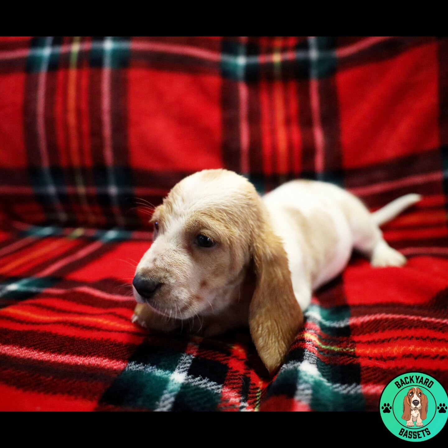 Lucy in the sky with diamonds at 6 weeks. Lucy reminds me a lot her mother, spunky personality who loves to play rough and tumble. She is the only true lemon and white from this litter and it's absolutely gorgeous.

#basset #bassethound #bassethoundf