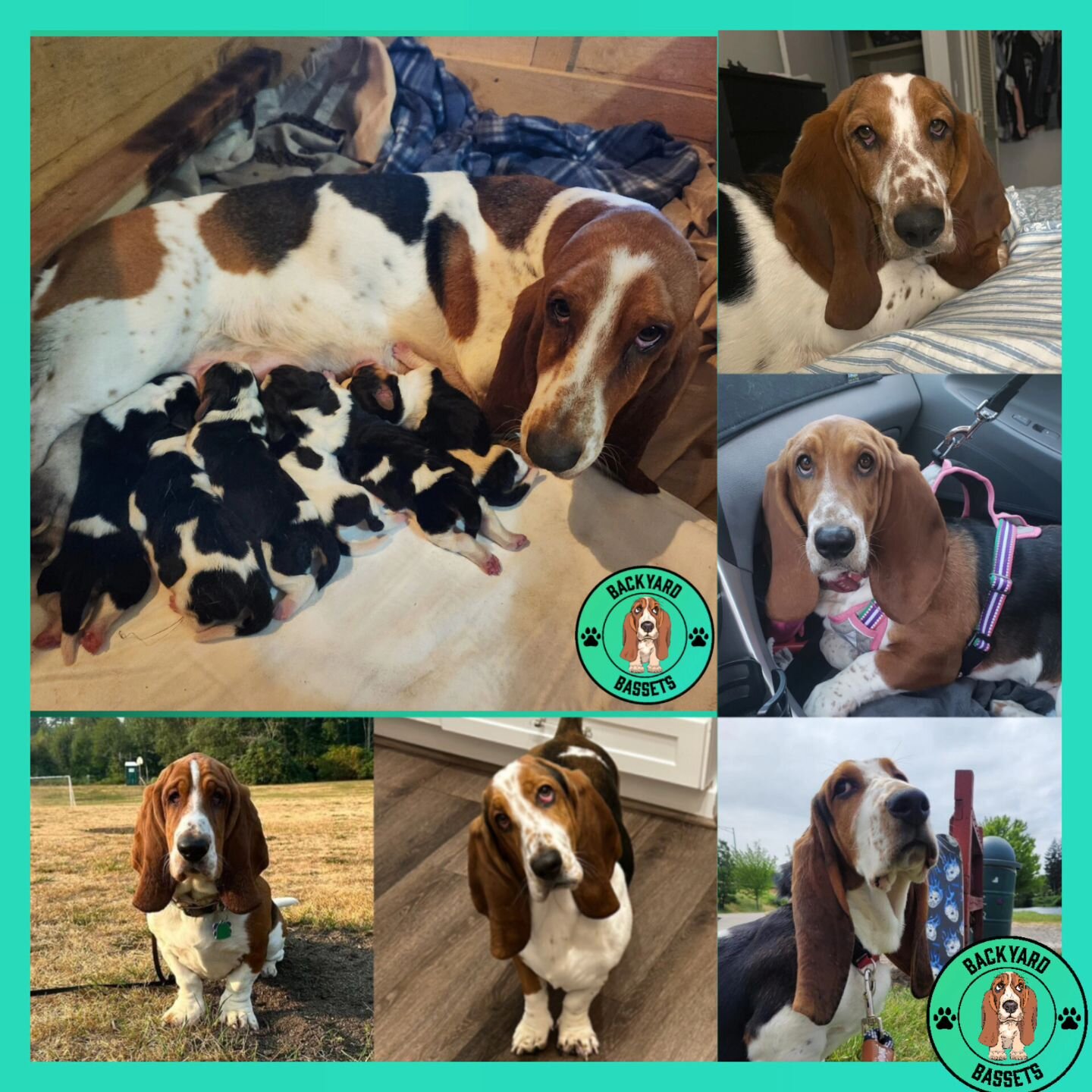 Happy 1st Birthday to the A Litter! Griffey, Dottie, Fletcher, Polly, Henry, and Miley. 
It's been so amazing watching them grow over the past year. This litter is extremely special to me, as they were my first puppies, and solidified the fact that t