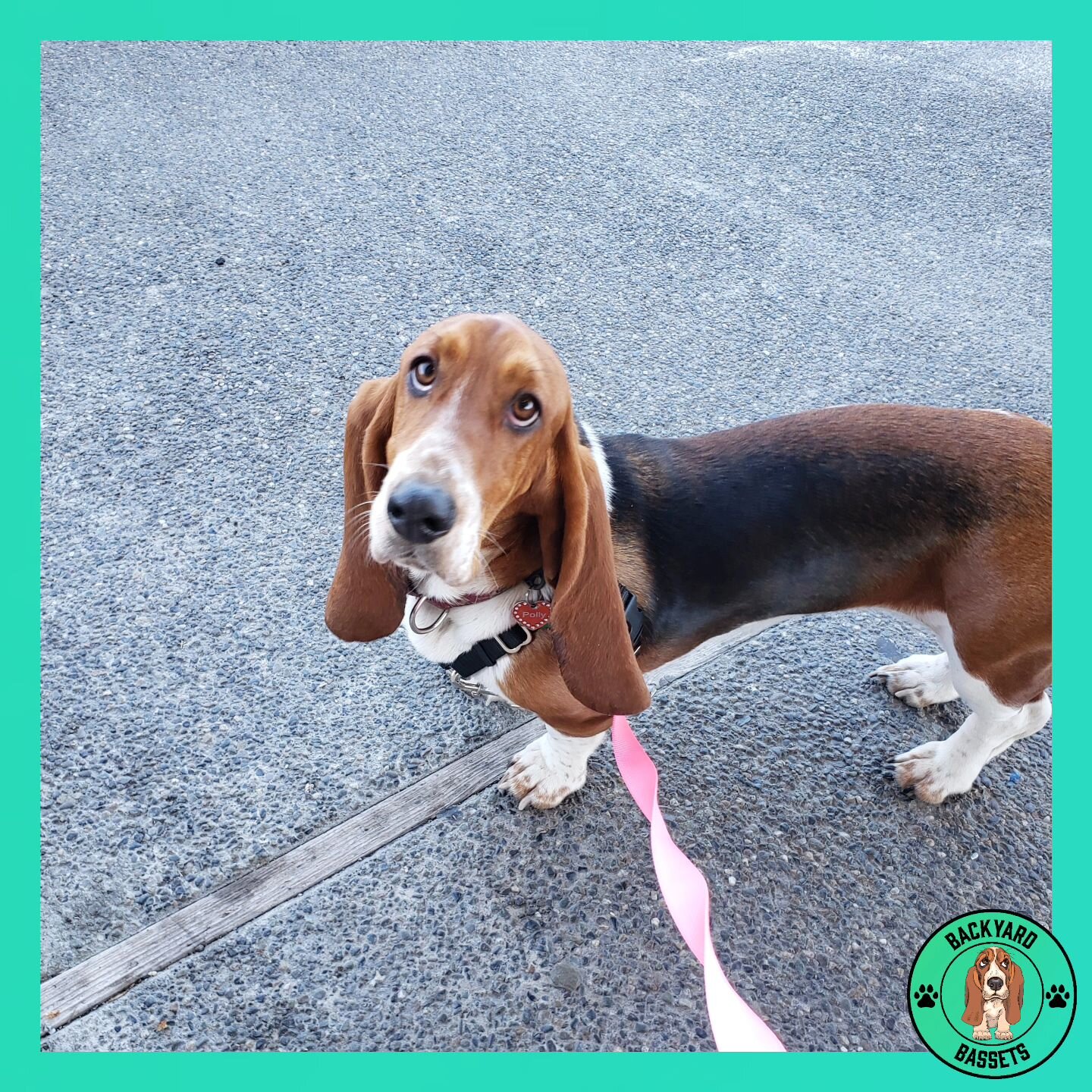 Polly &quot;Little Martha&quot; from Litter A. This gorgeous girl is turning brown on us! She's so beautiful and has her mother's &quot;Jolene&quot; athletic build. 

#basset #bassethound #bassethoundfamily  #bassethoundsofinstagram #tricolorbasset 
