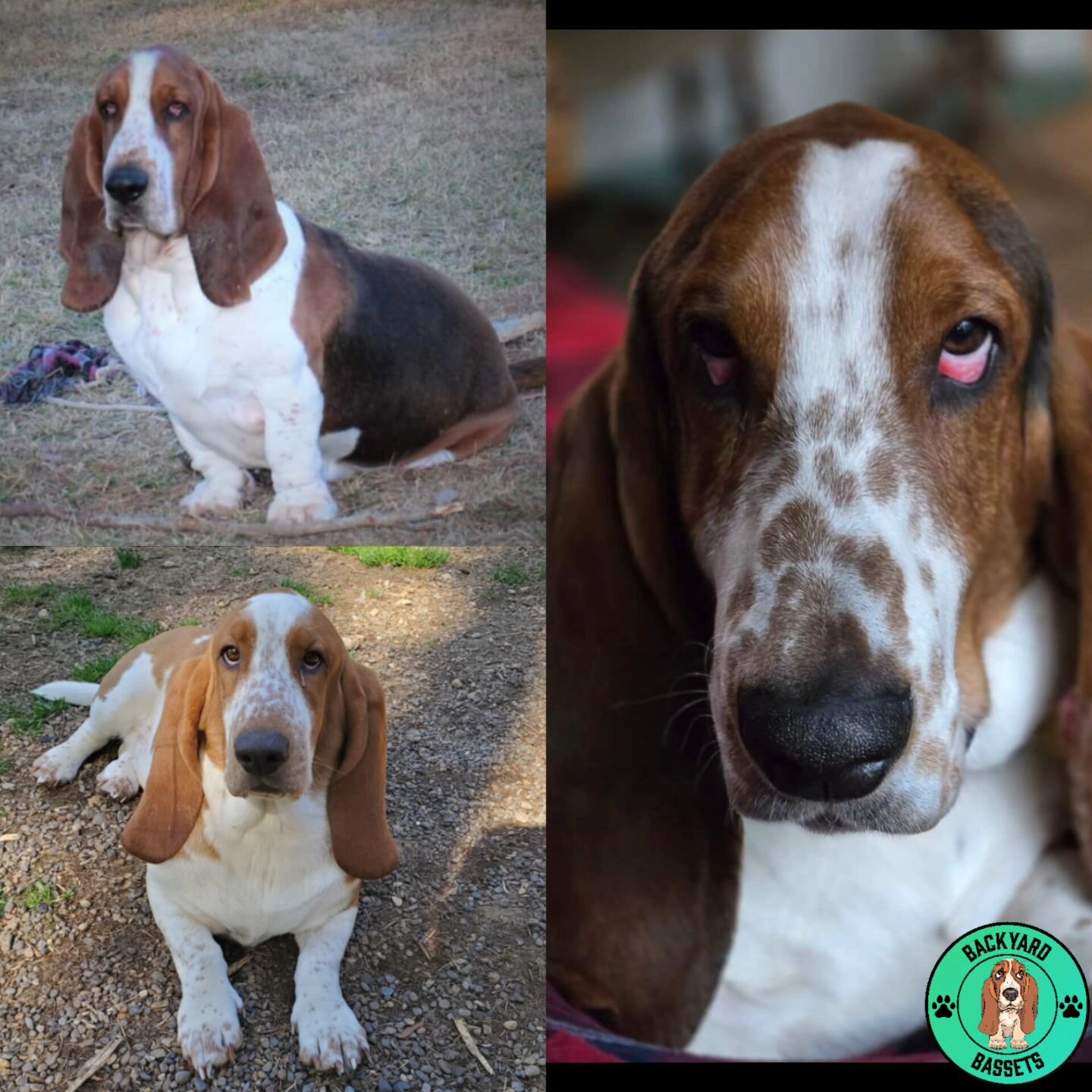Three generations of gorgeous Basset Boys. Walter (Waylon's sire), our Waylon Bocephus, and Henry- aka Ramblin Man from Litter A- (Waylon's son). It's amazing how much Henry resembles his Grandsire, Walter. 

#basset #bassethound #bassethoundfamily  