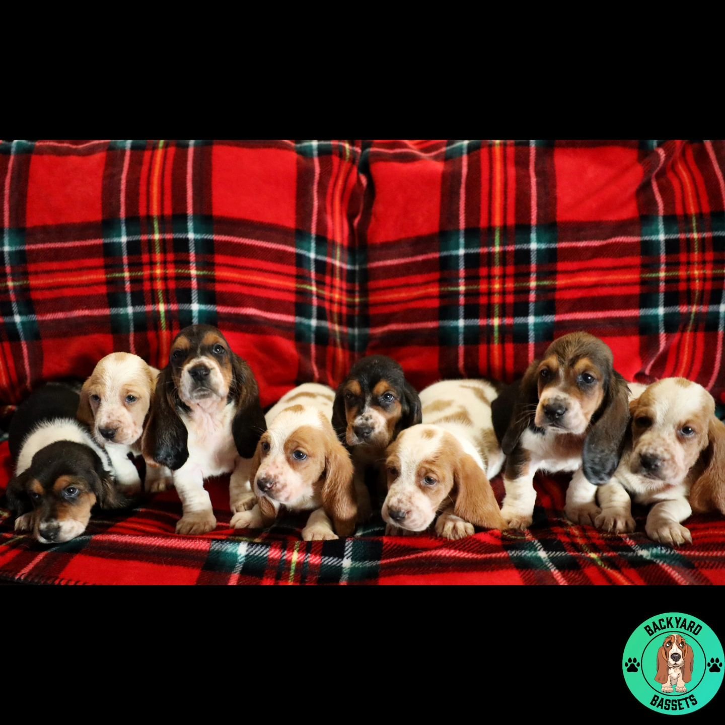 5 week old pups looking stunning!

Sorry if you've missed us, I've been seriously under the weather and was unable to keep up with social media!
#basset #bassethound #bassethoundfamily  #bassethoundsofinstagram #tricolorbasset 
#bassethoundpuppy #bas