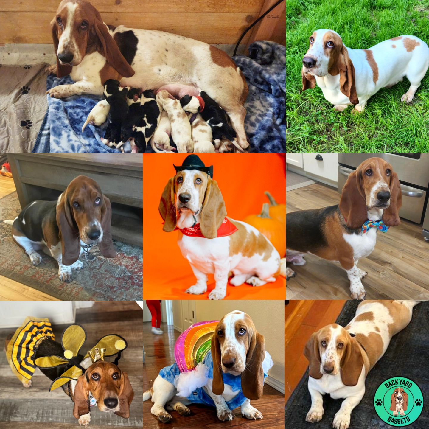 I would like to wish the B Litter a Happy 1st Birthday!
A whole year since you've been born and are all growing up into such gorgeous bassets. I'm so glad you are all with such loving families, this is the best feeling ever to see you grow!

#ajsback