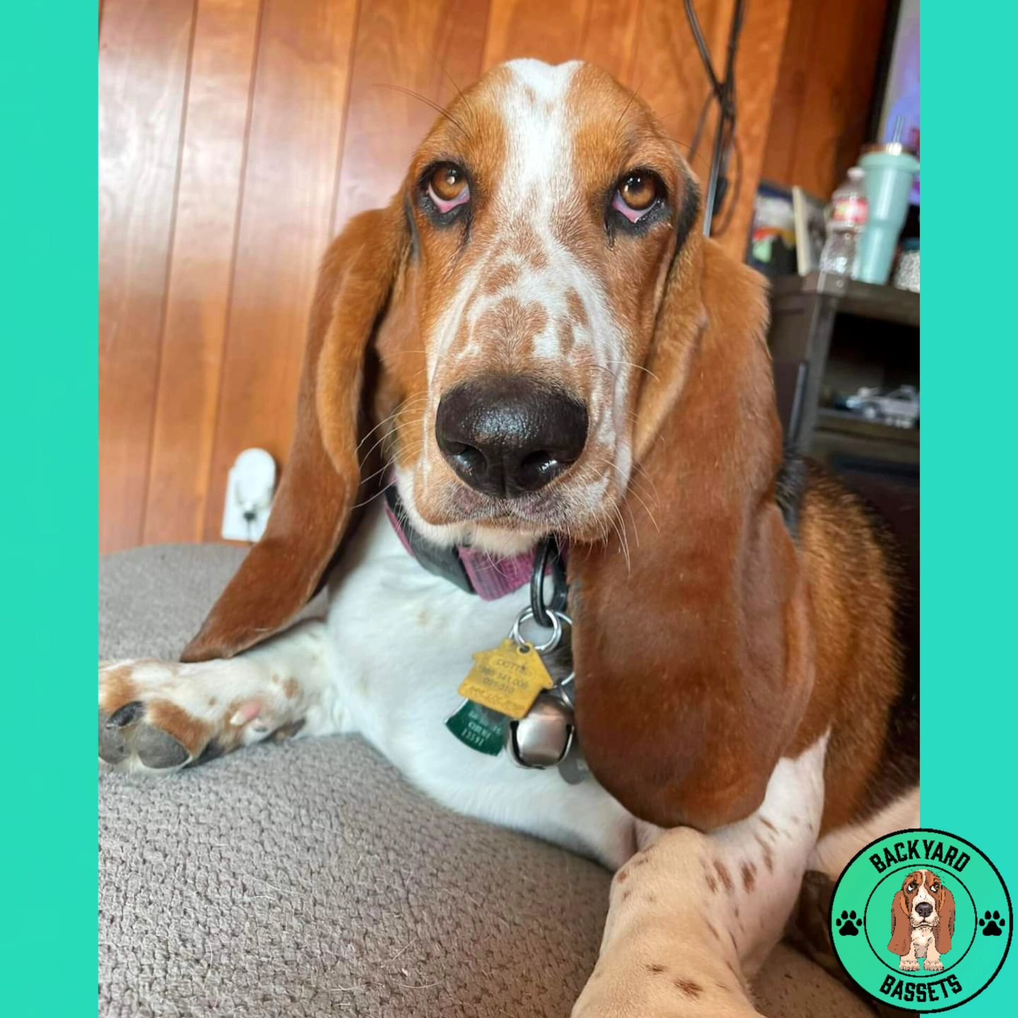 It should be illegal to be this gorgeous! Dottie 😍😍😍(Jessica from Litter A) 
@spooky_lil_bat 

#ajsbackyardbassets #bassethound #basset #bassethoundsofinstagram #bassethoundpuppy #bassethoundfamily
