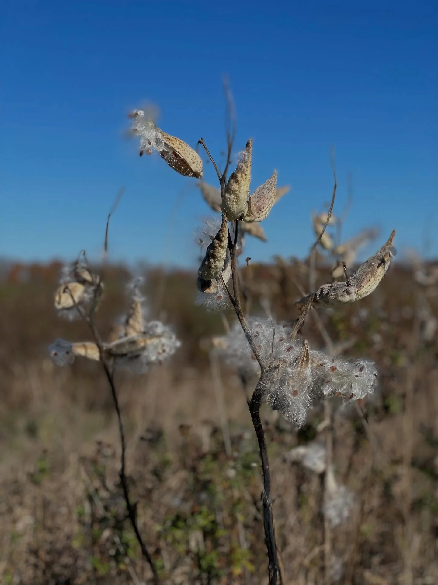 Beauty in my backyard.
